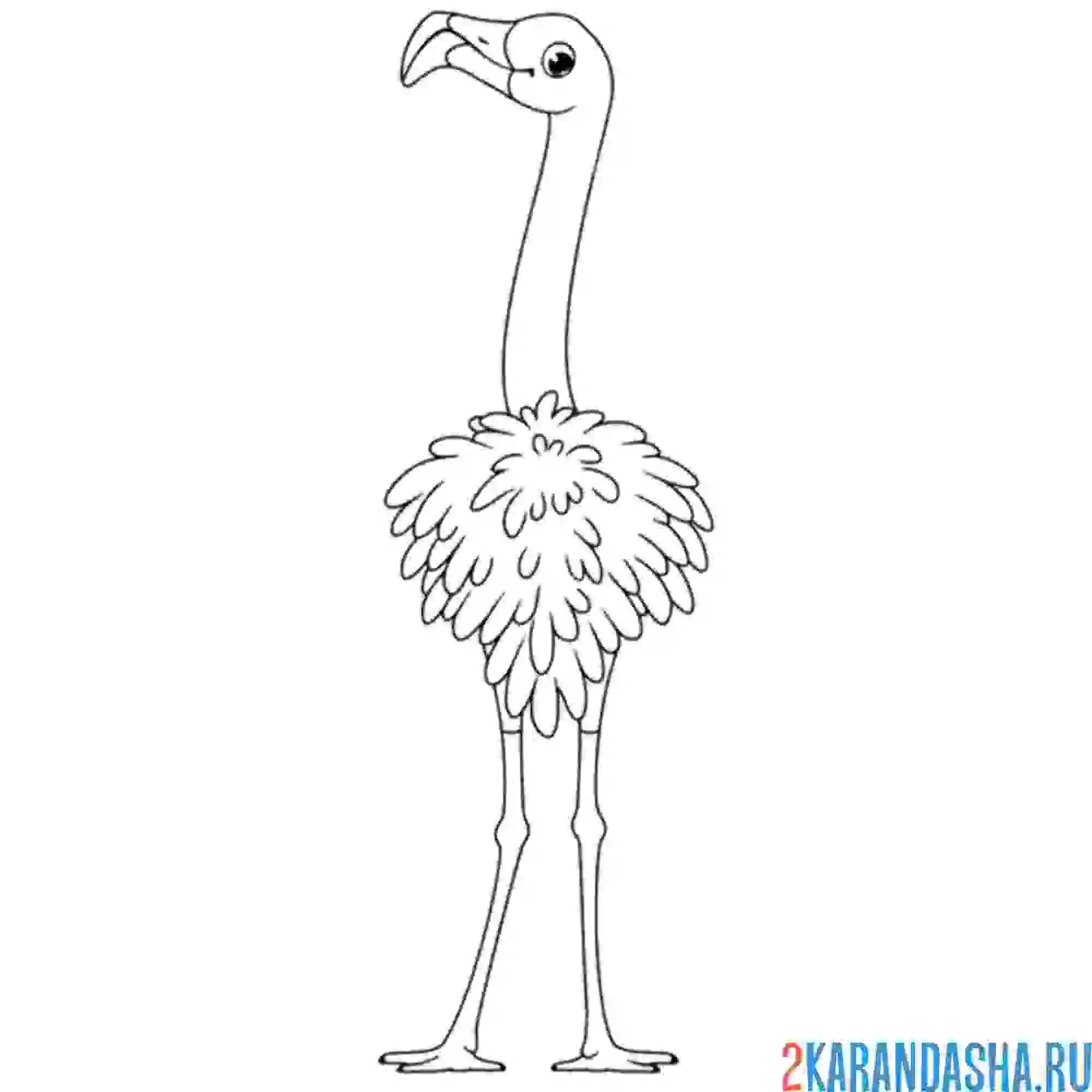 Раскраска фламинго спиной