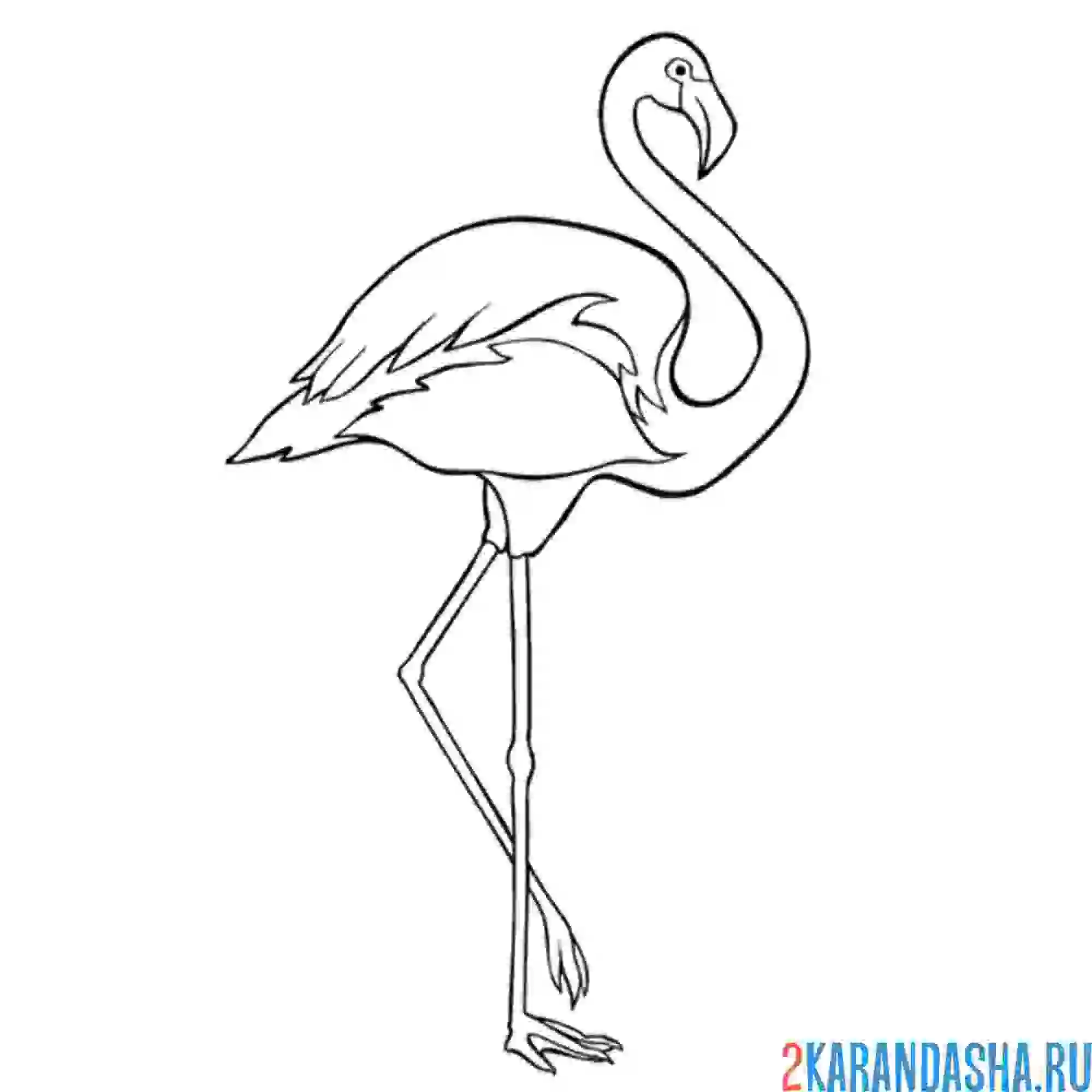 Раскраска фламинго сбоку