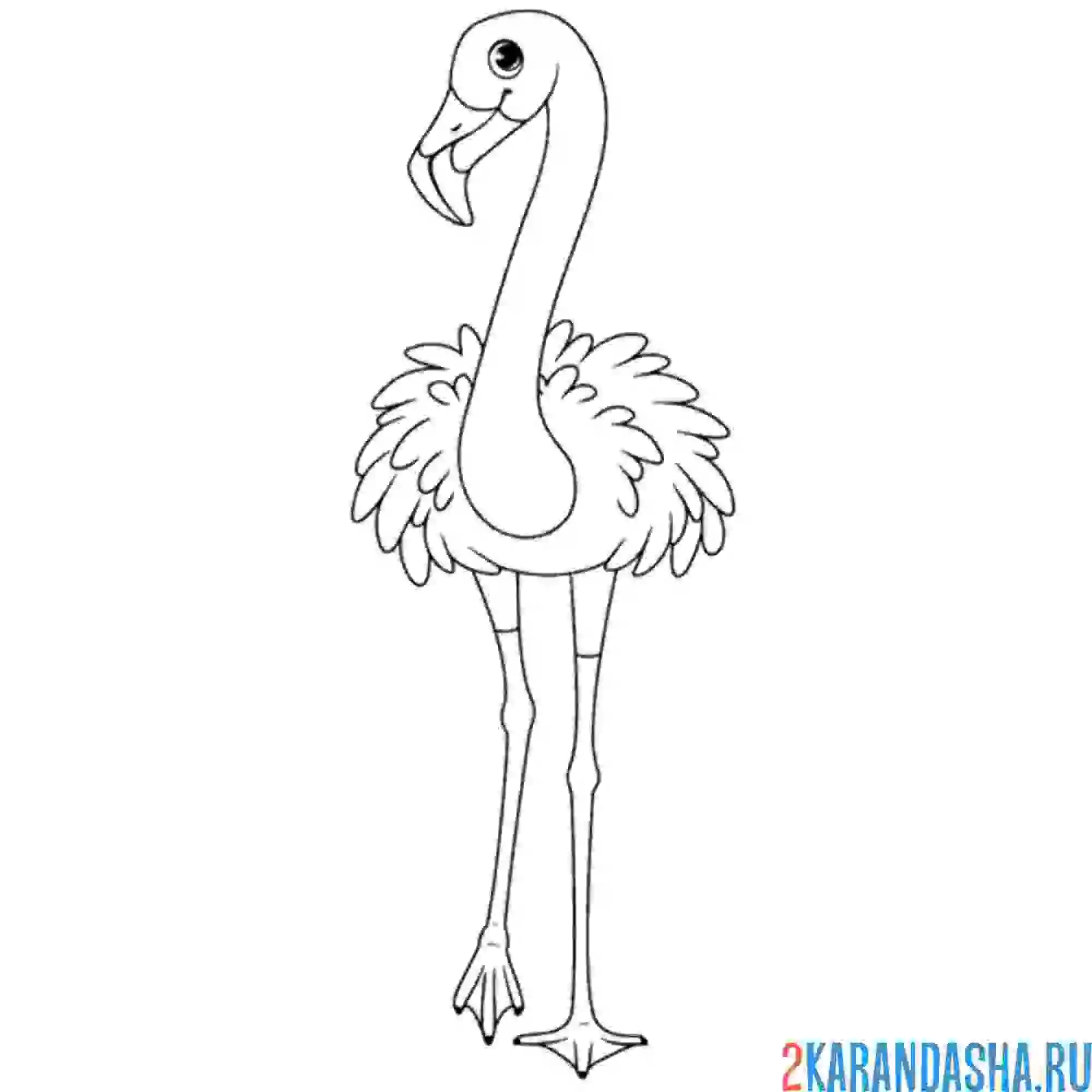 Раскраска фламинго прямо