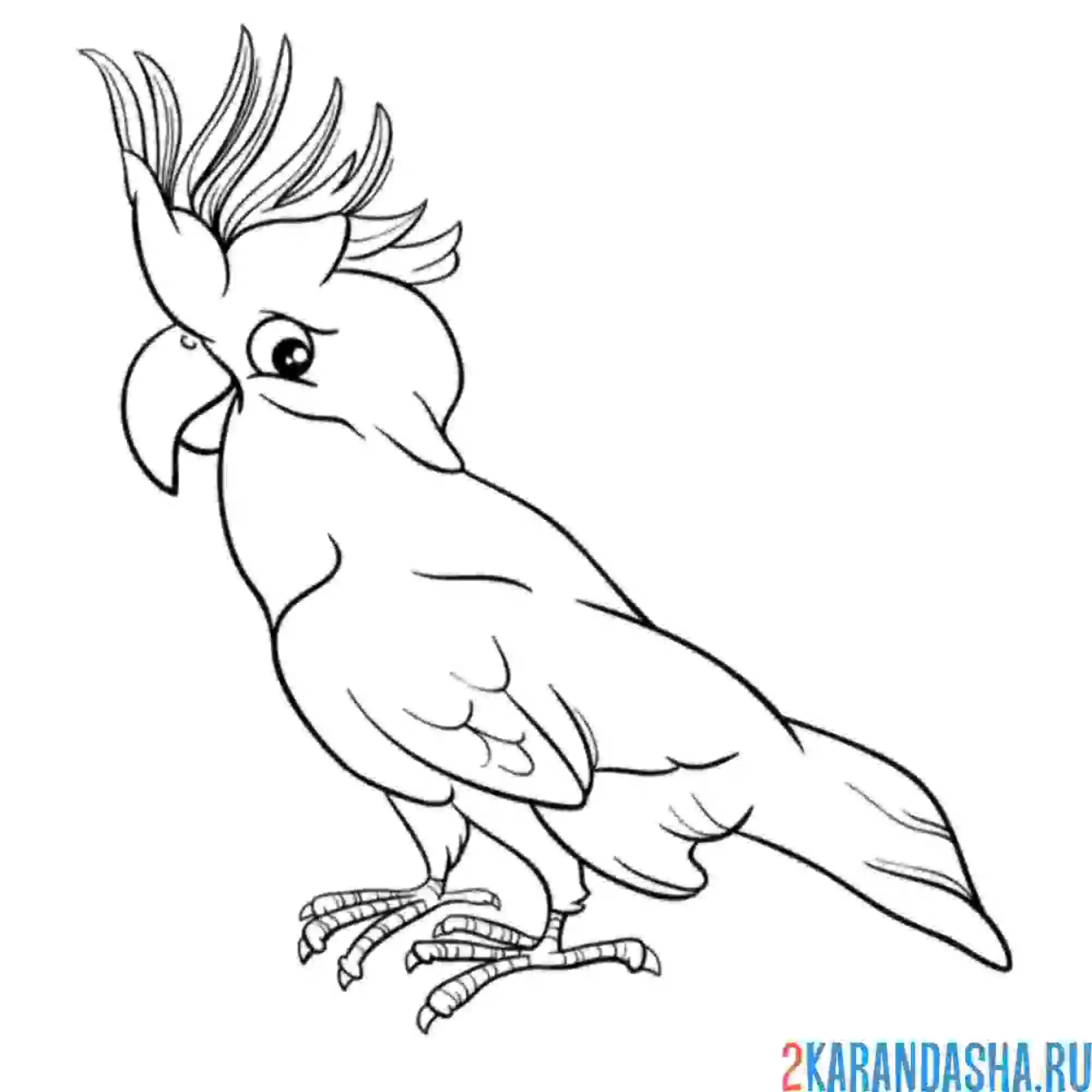 Раскраска какаду попугай