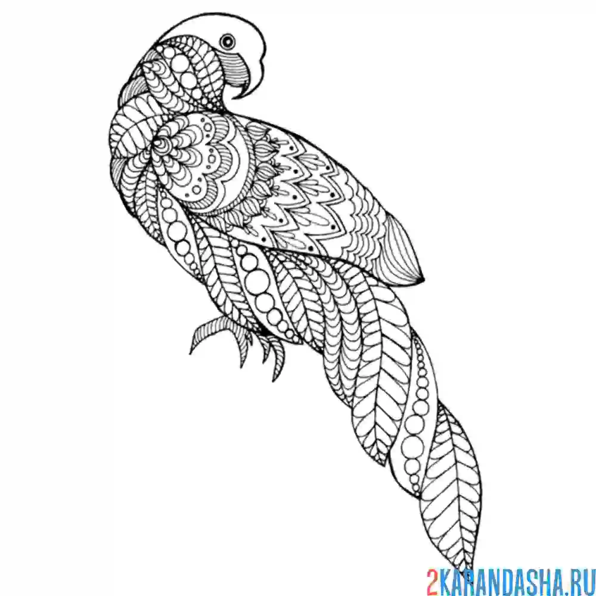 Раскраска попугай антистресс