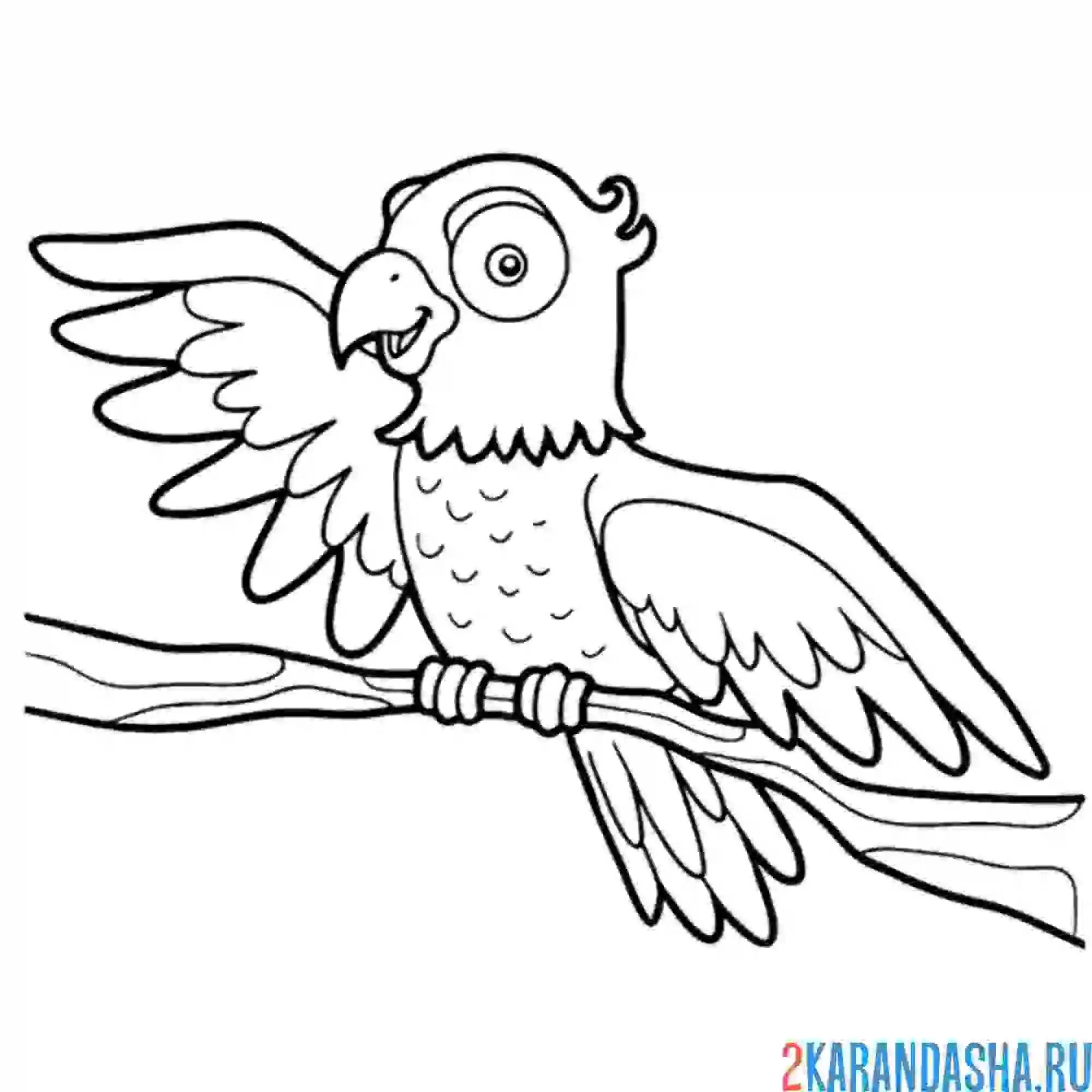 Раскраска попугай с крылом