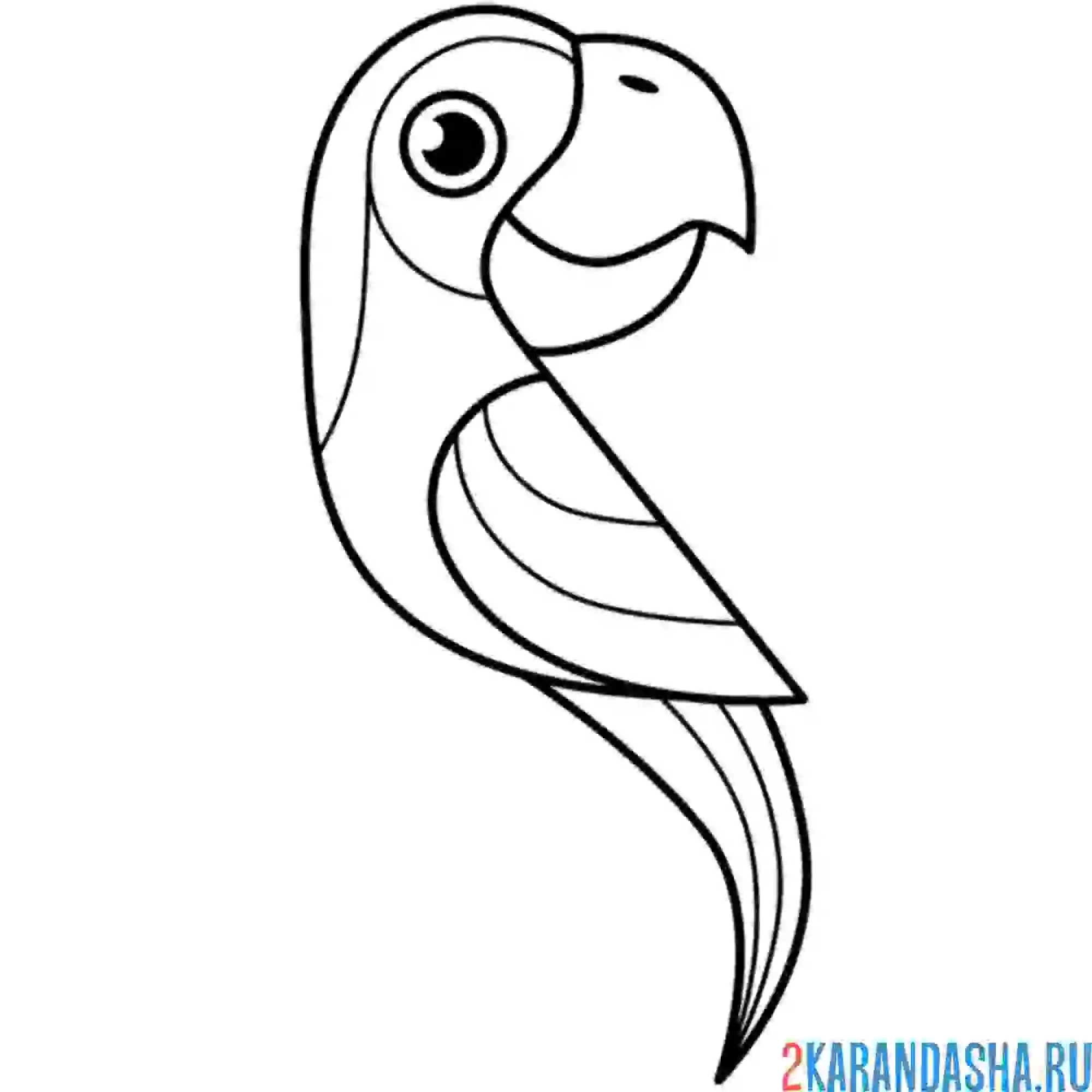Раскраска попугай арт