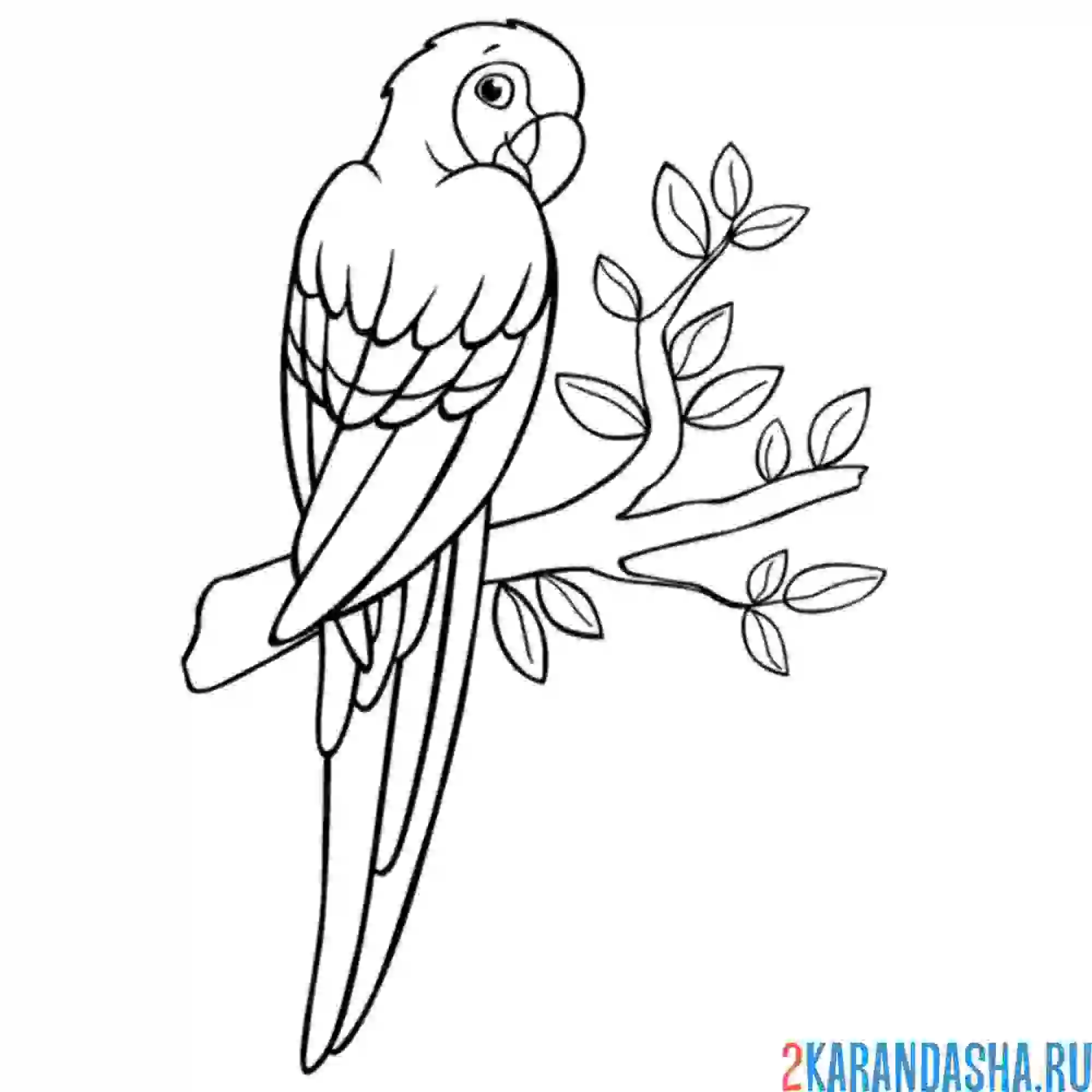 Раскраска попугай настоящий