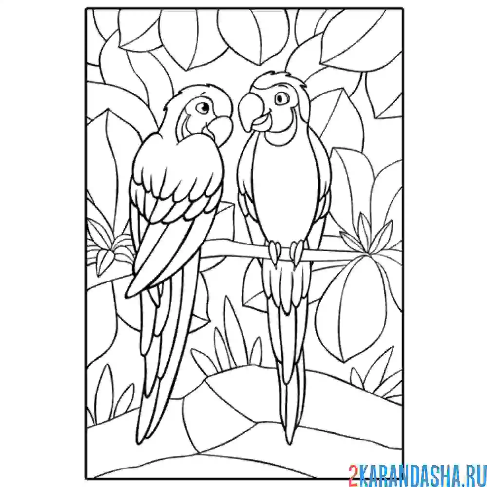 Раскраска два попугая на ветке