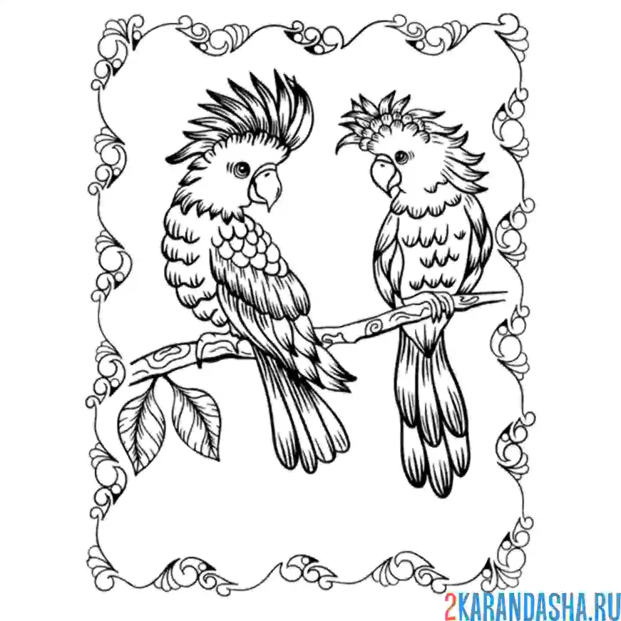 Раскраска два попугая какаду