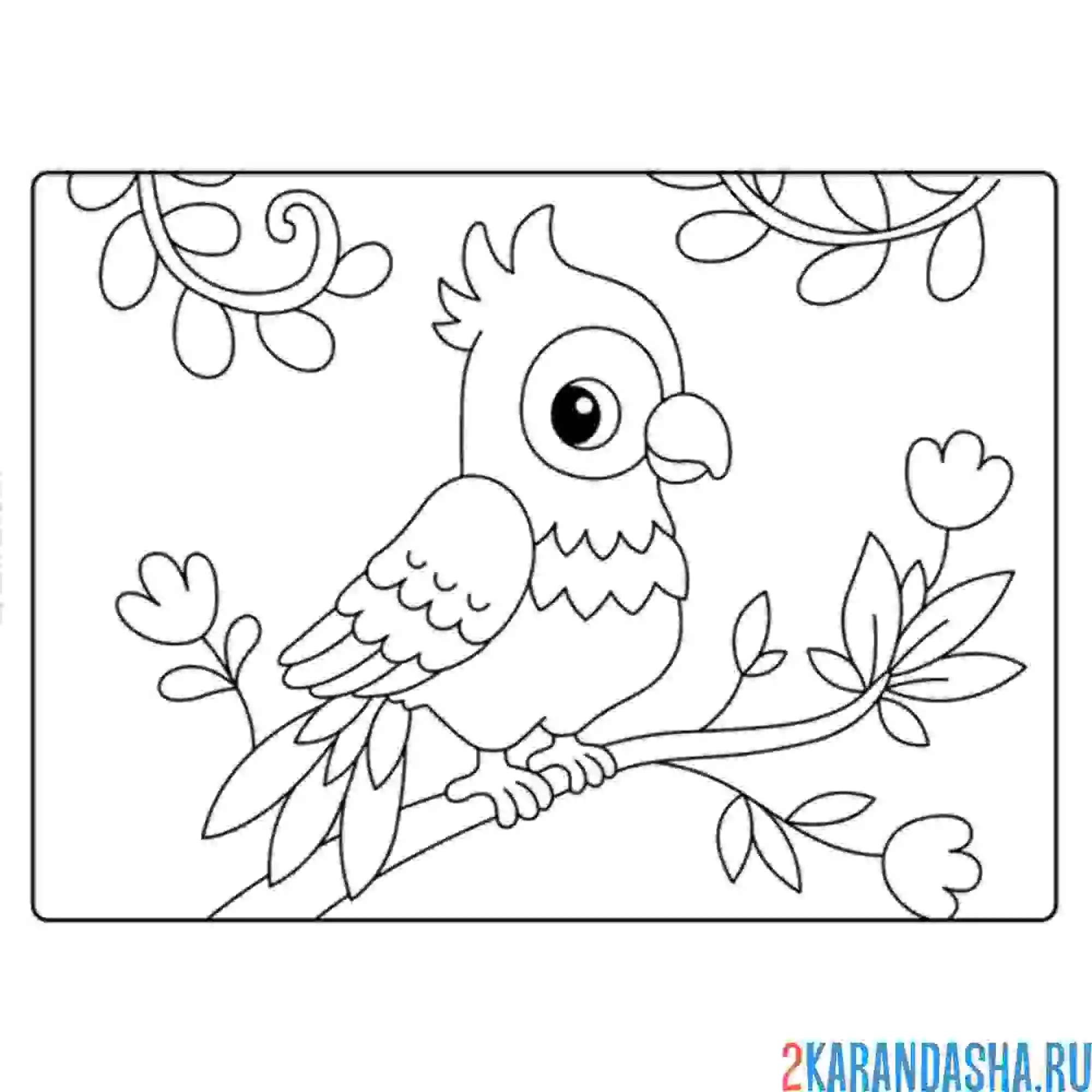 Раскраска простой попугай
