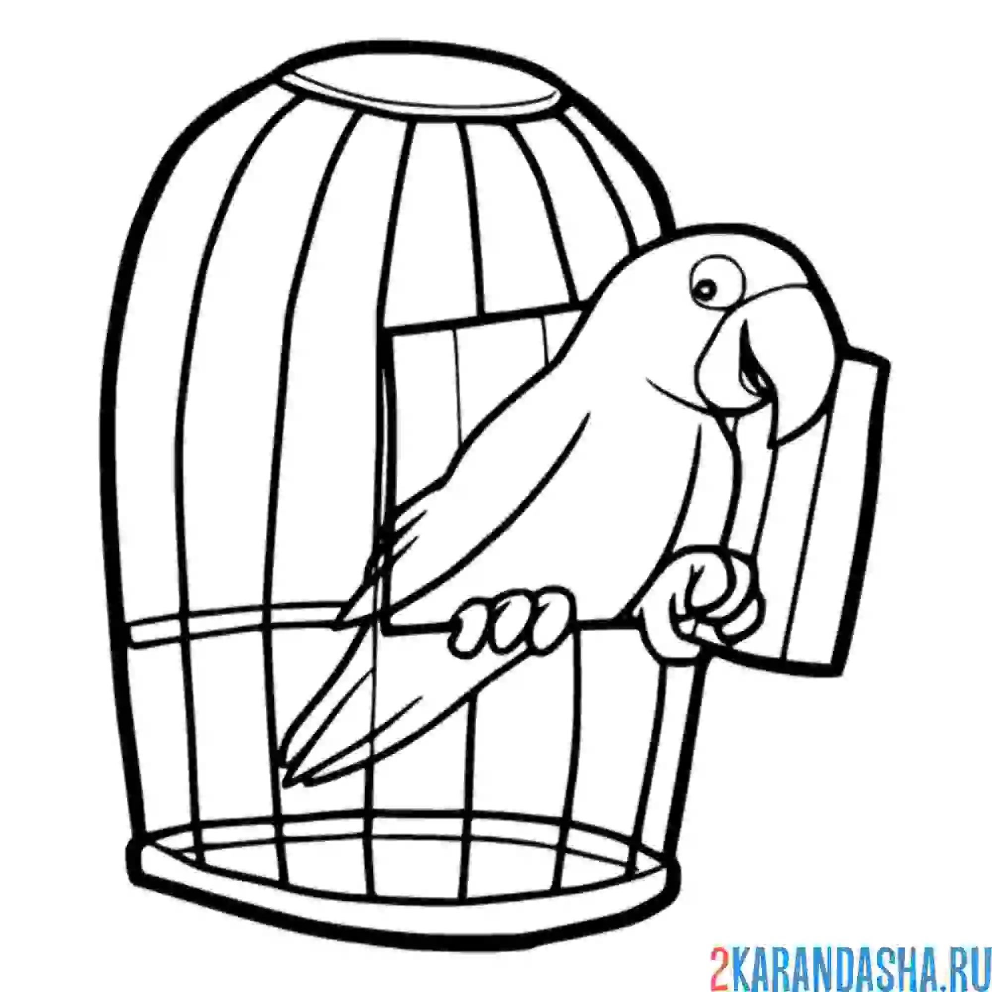Раскраска попугай в клетке