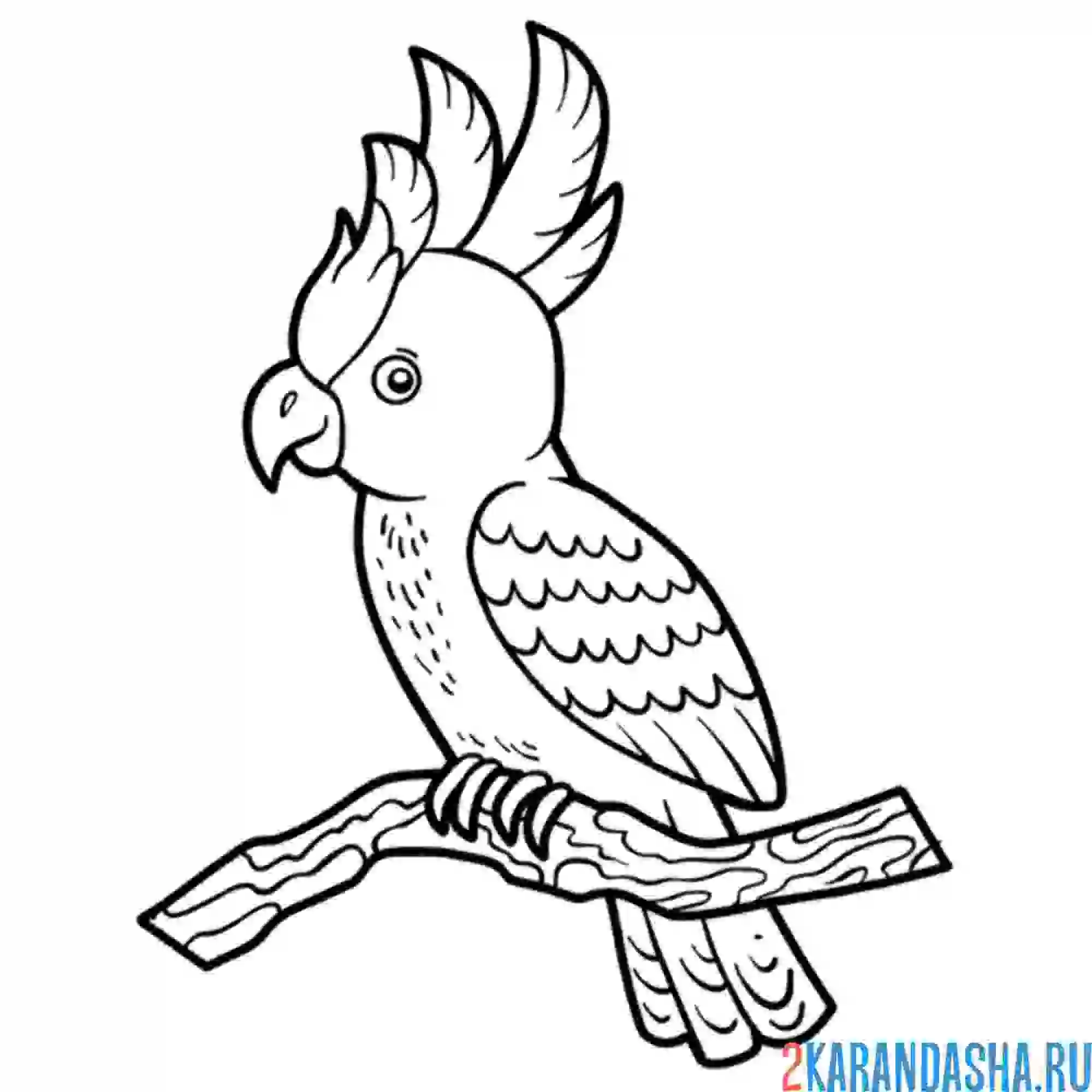 Раскраска попугай на жердочке