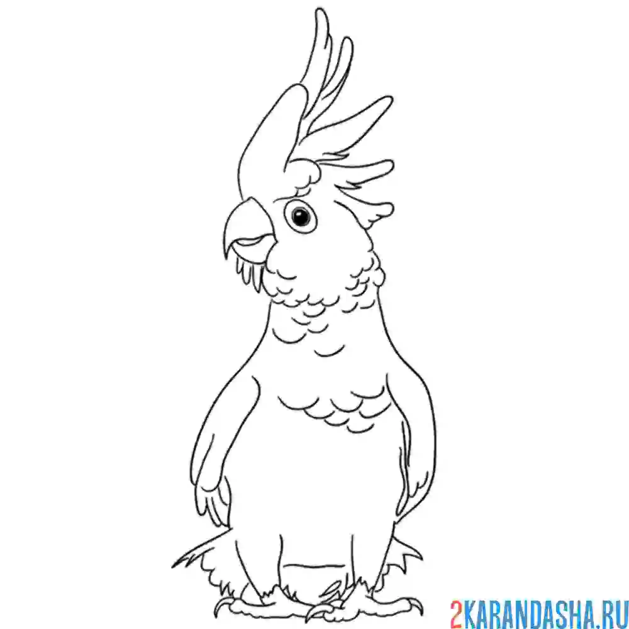 Раскраска какаду смешной попугай