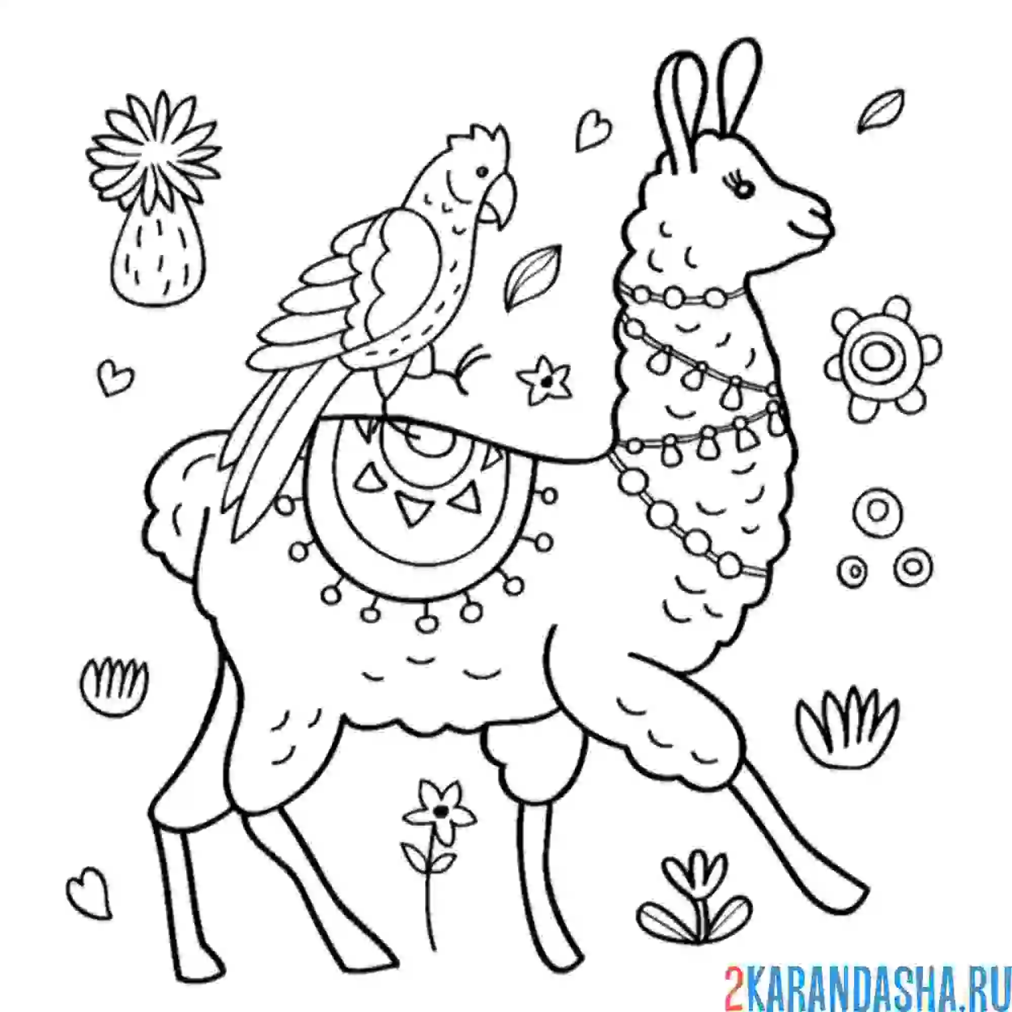 Раскраска альпака и попугай