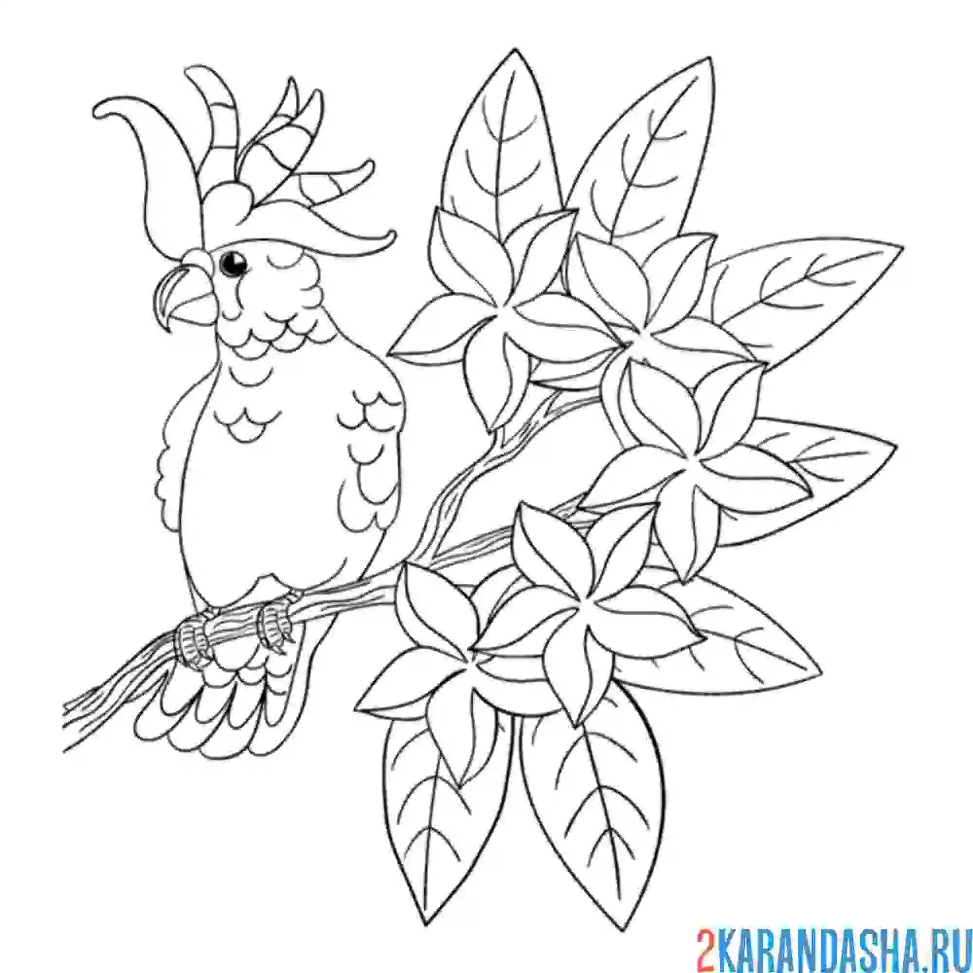 Раскраска попугай на зеленой ветке