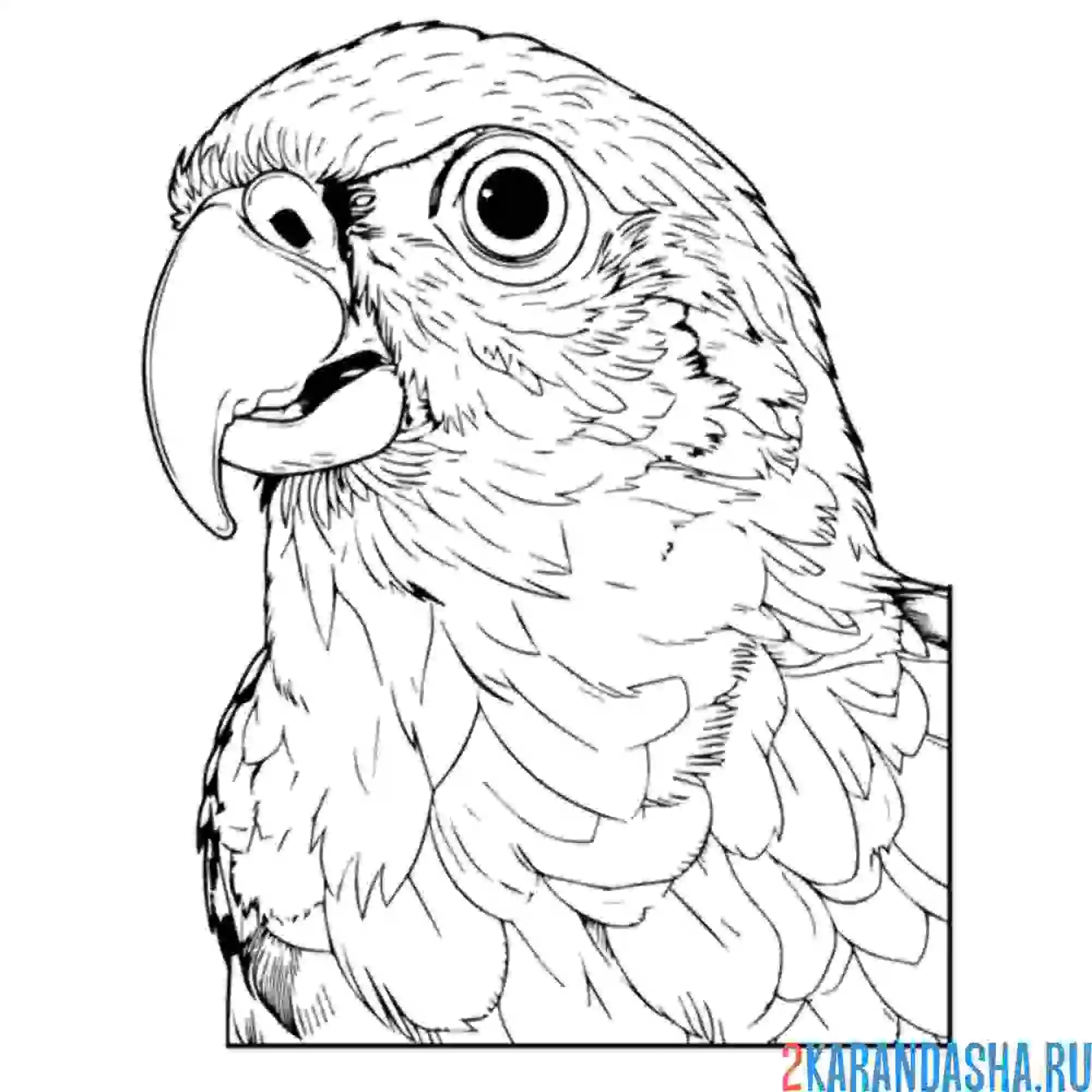 Раскраска голова попугая