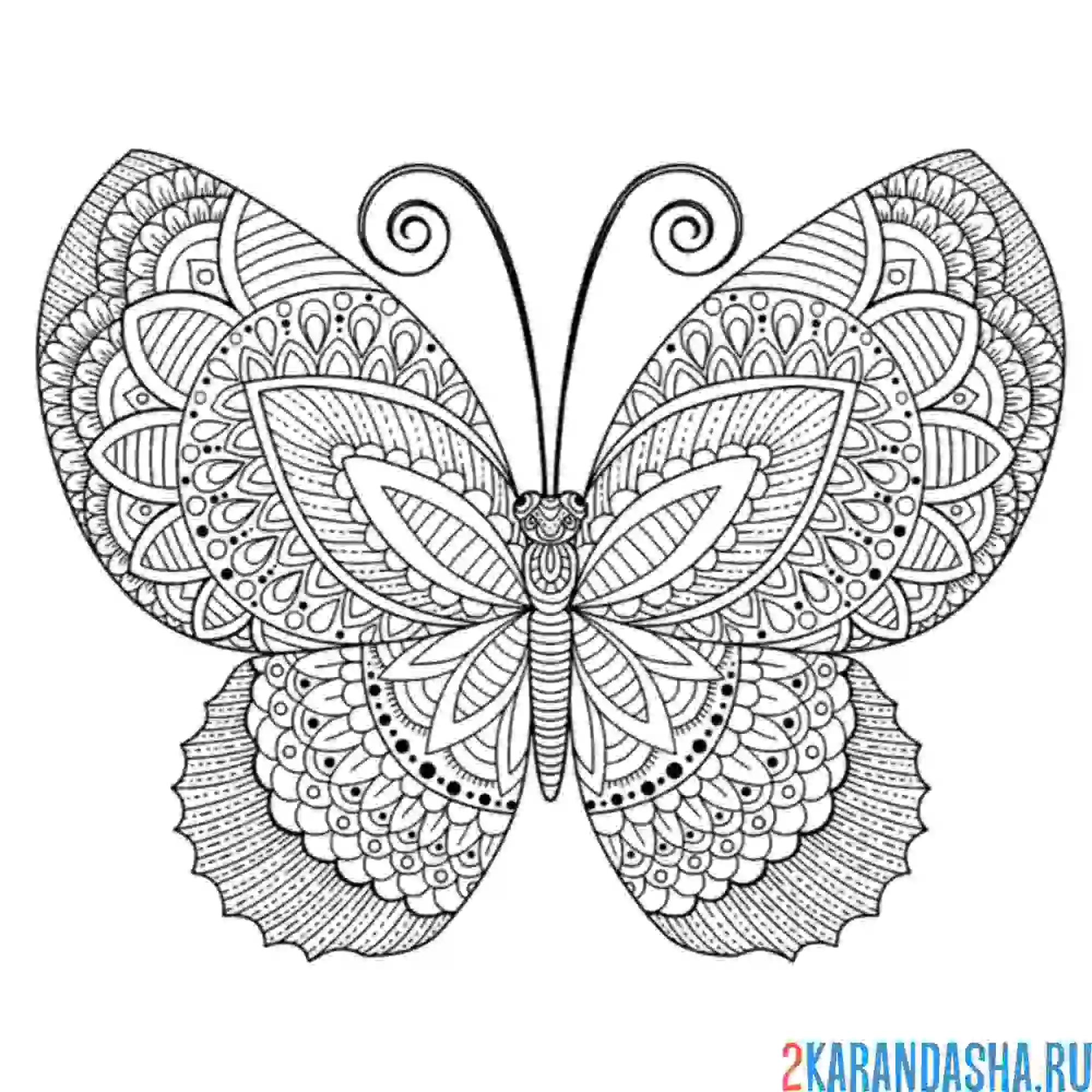 Раскраска антистресс бабочка ажурная