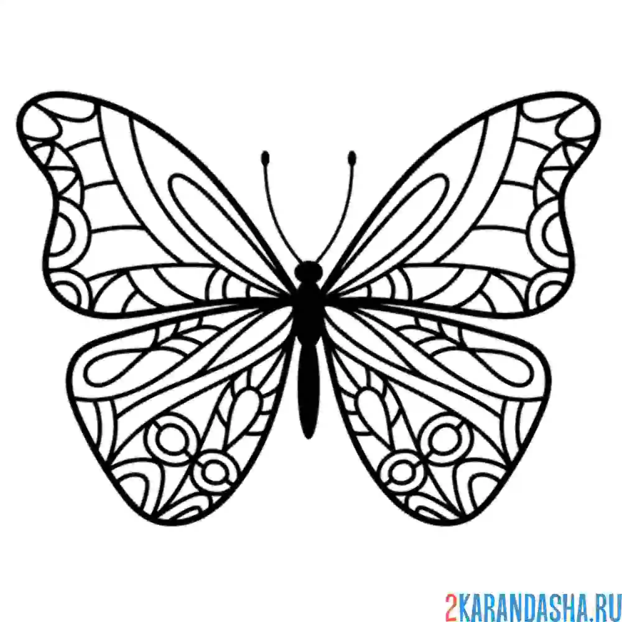 Раскраска узоры на бабочке