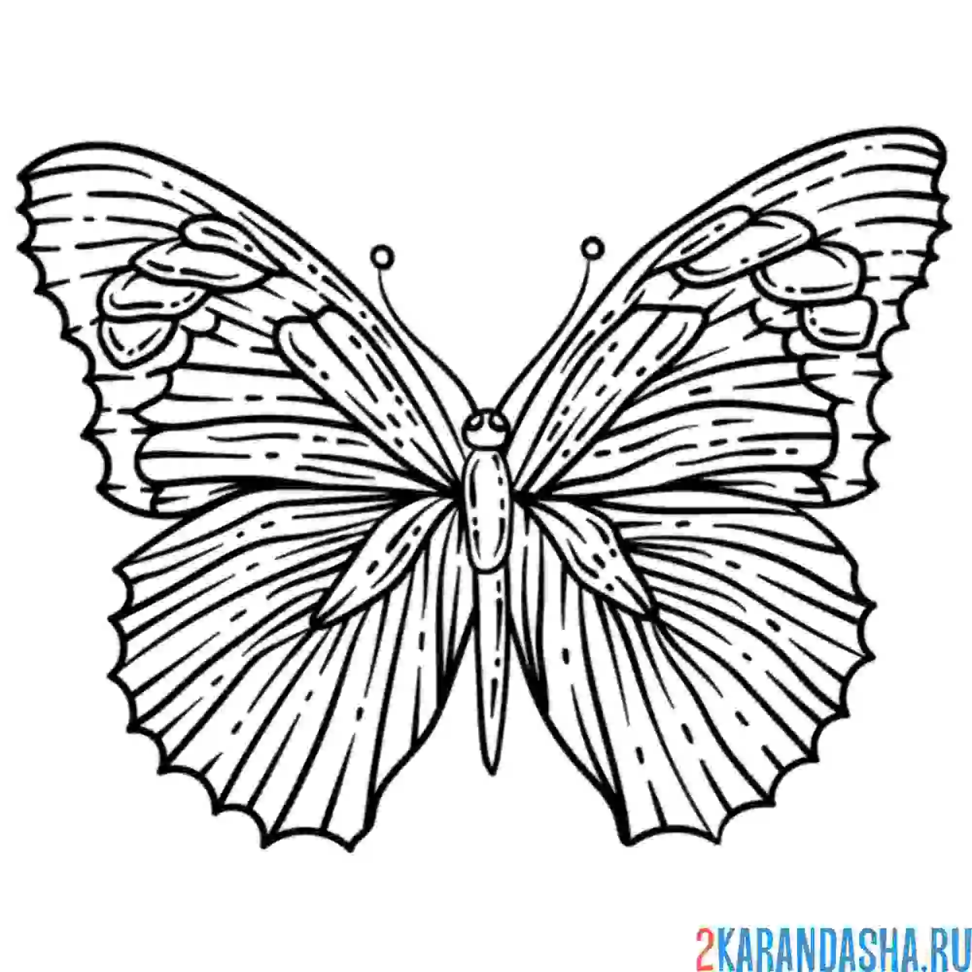 Раскраска большая бабочка