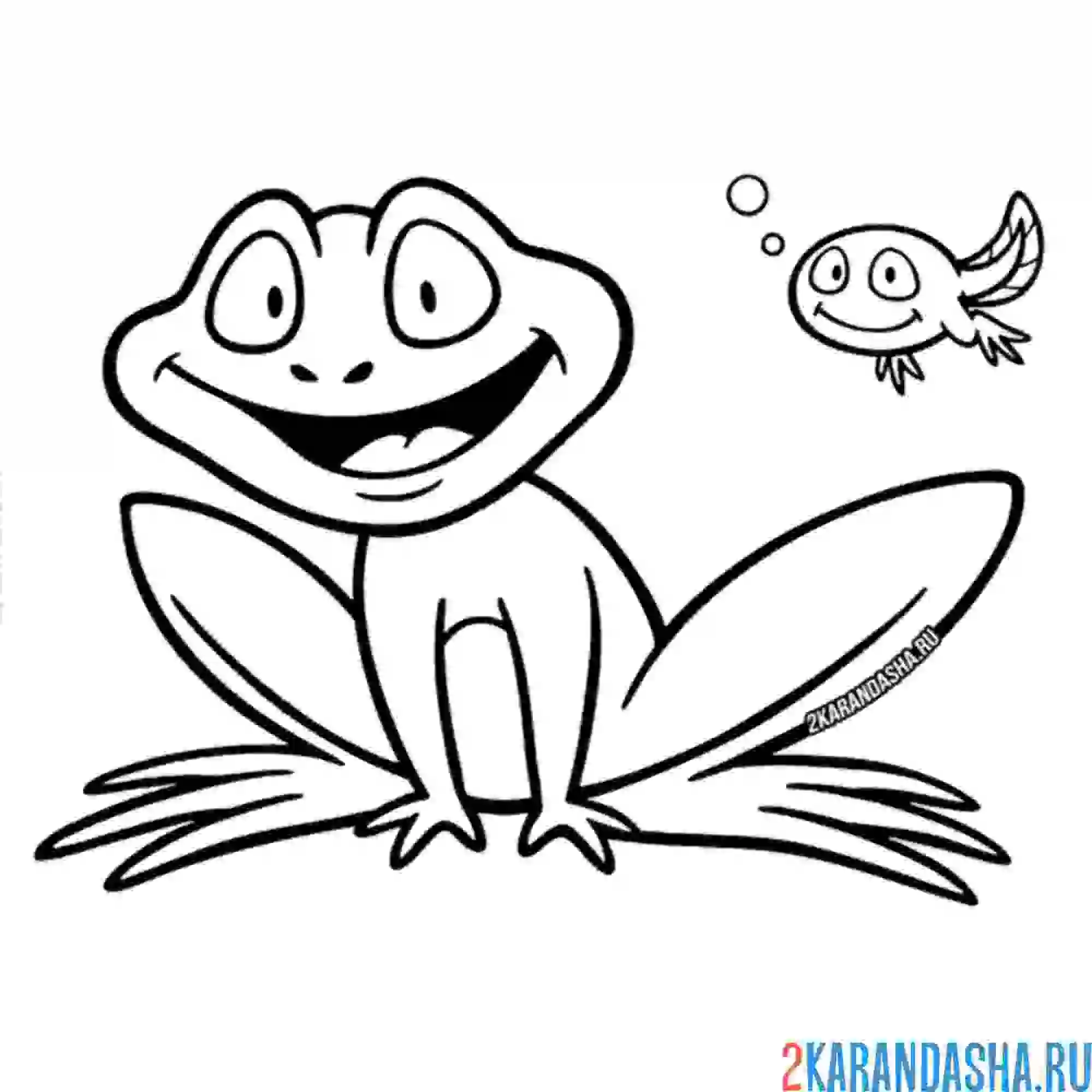 Раскраска лягушка и головастик