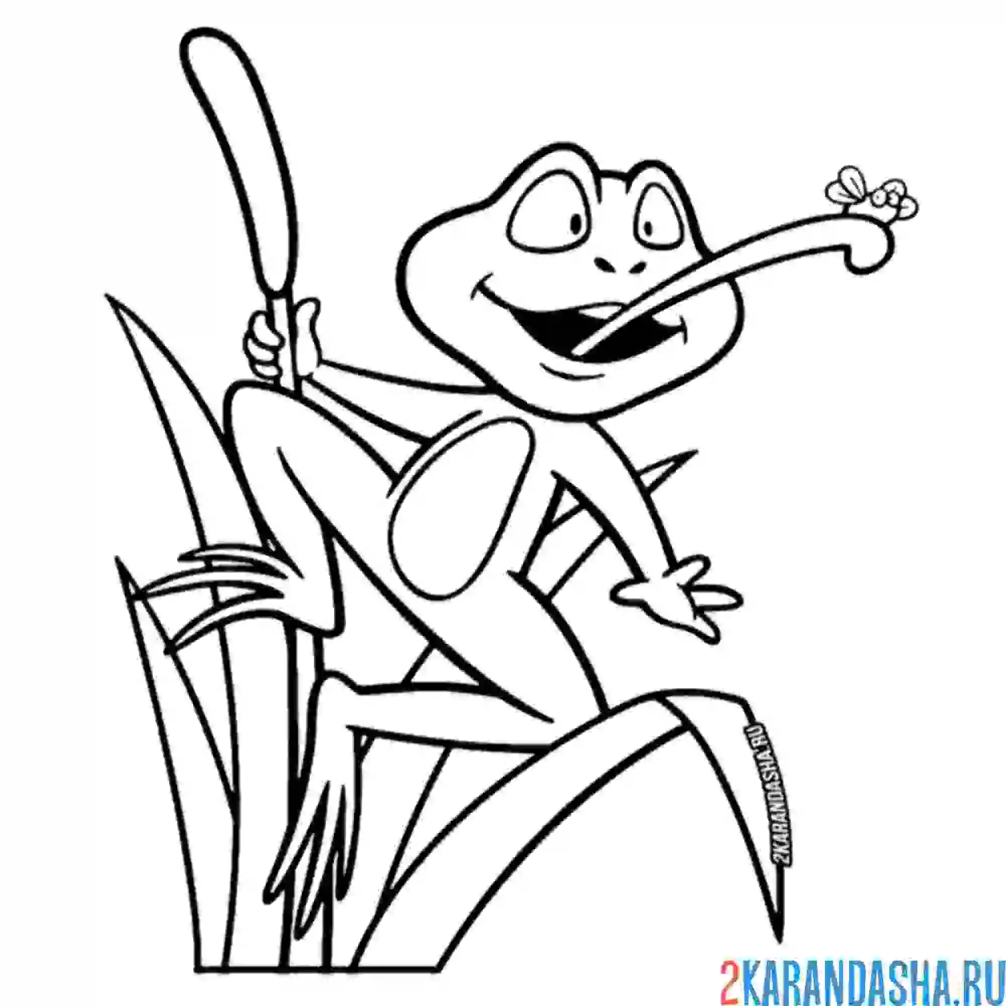 Раскраска лягушка поймала муху