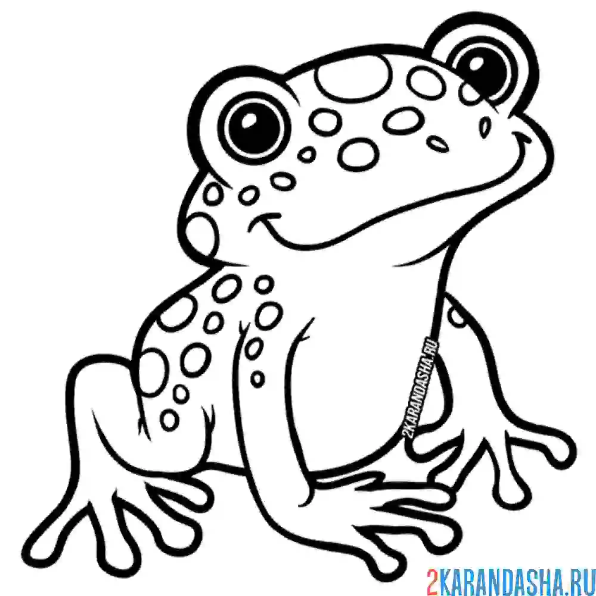 Раскраска пупырчатая лягушка