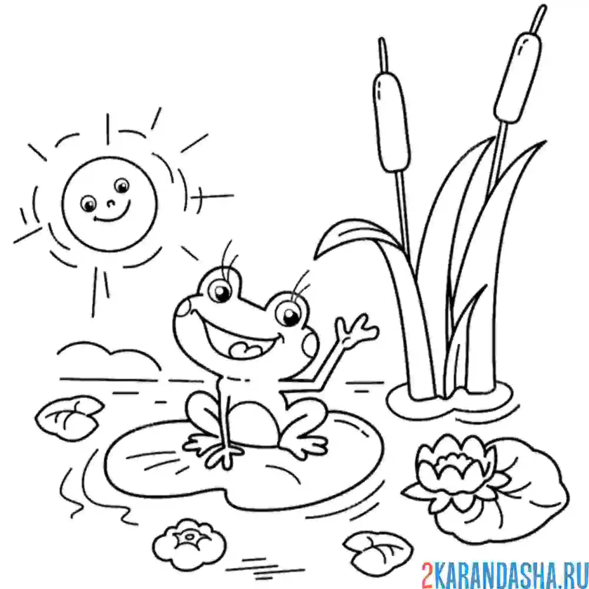 Раскраска лягушка в пруду