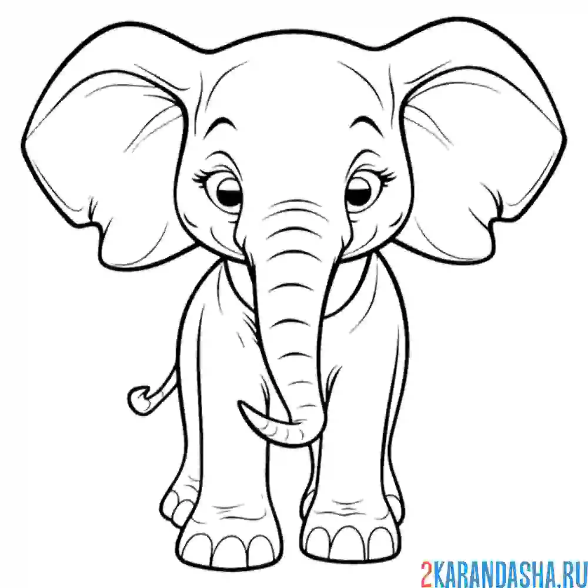 Раскраска красивый слон с большими ушами