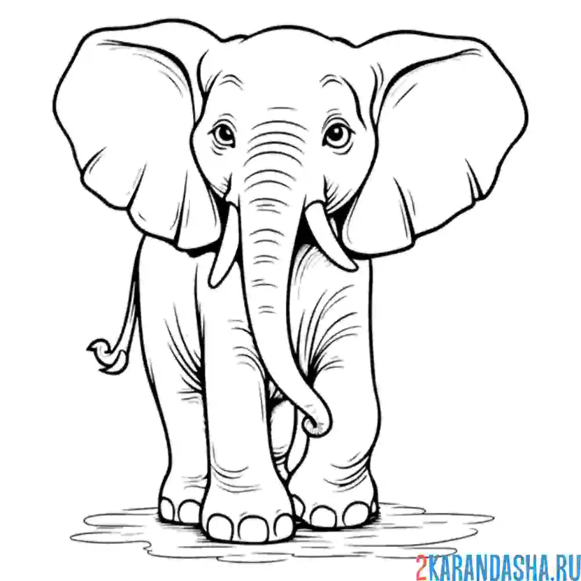 Раскраска слон в возрасте