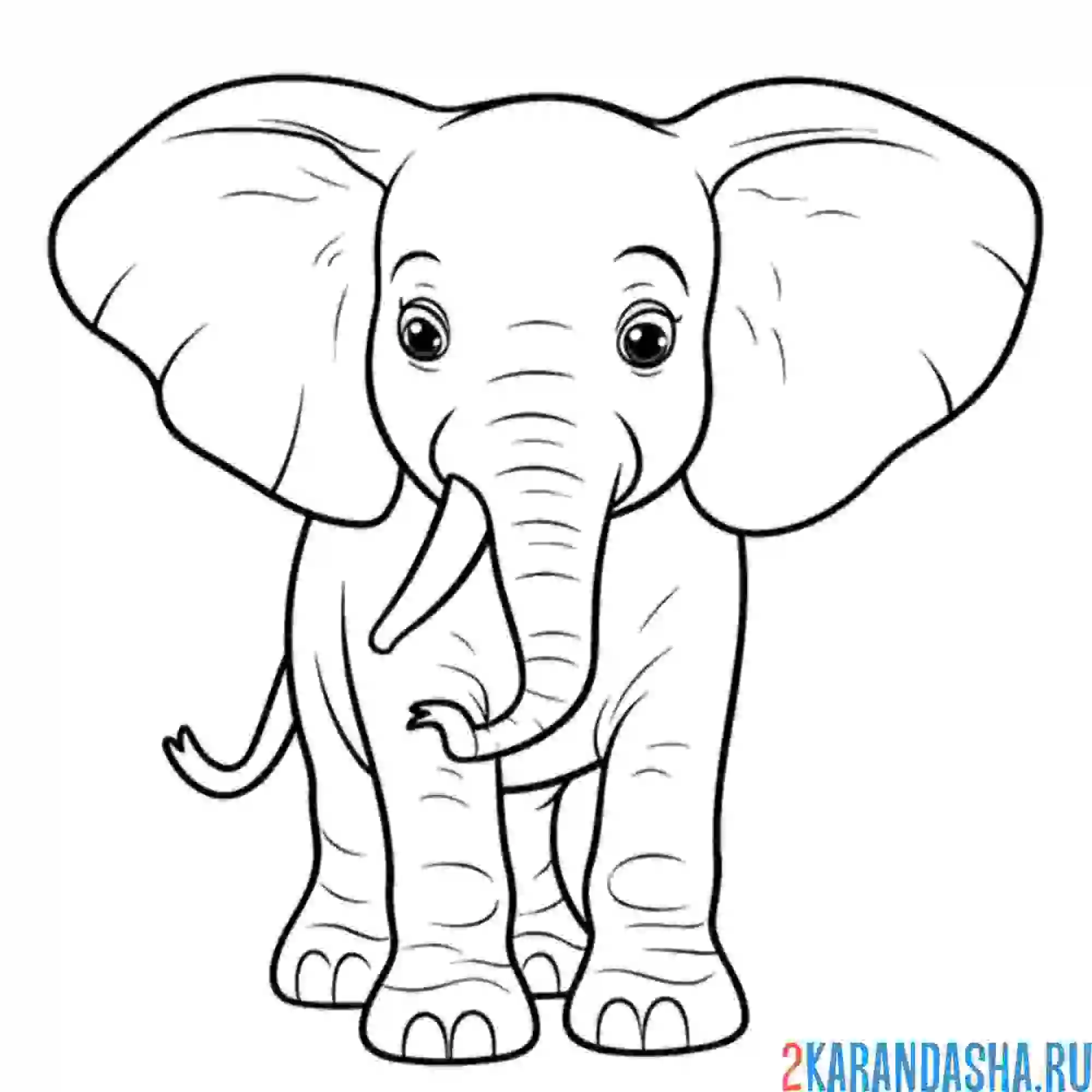 Раскраска слоненок с бивнем