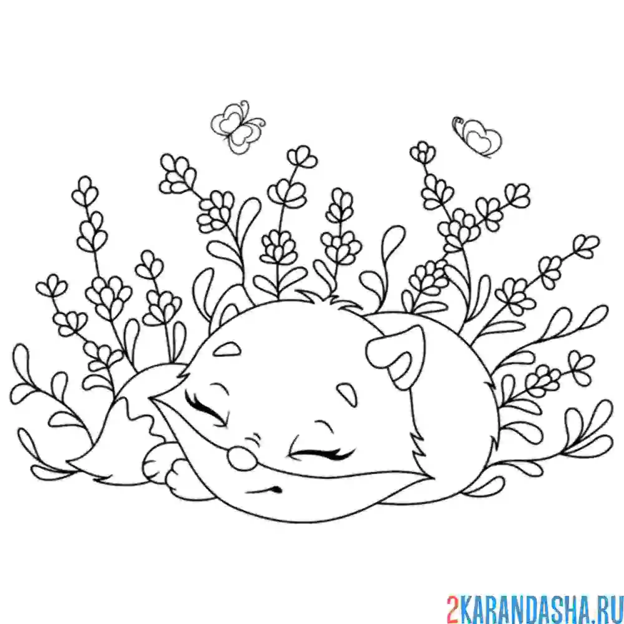 Раскраска лисичка спит