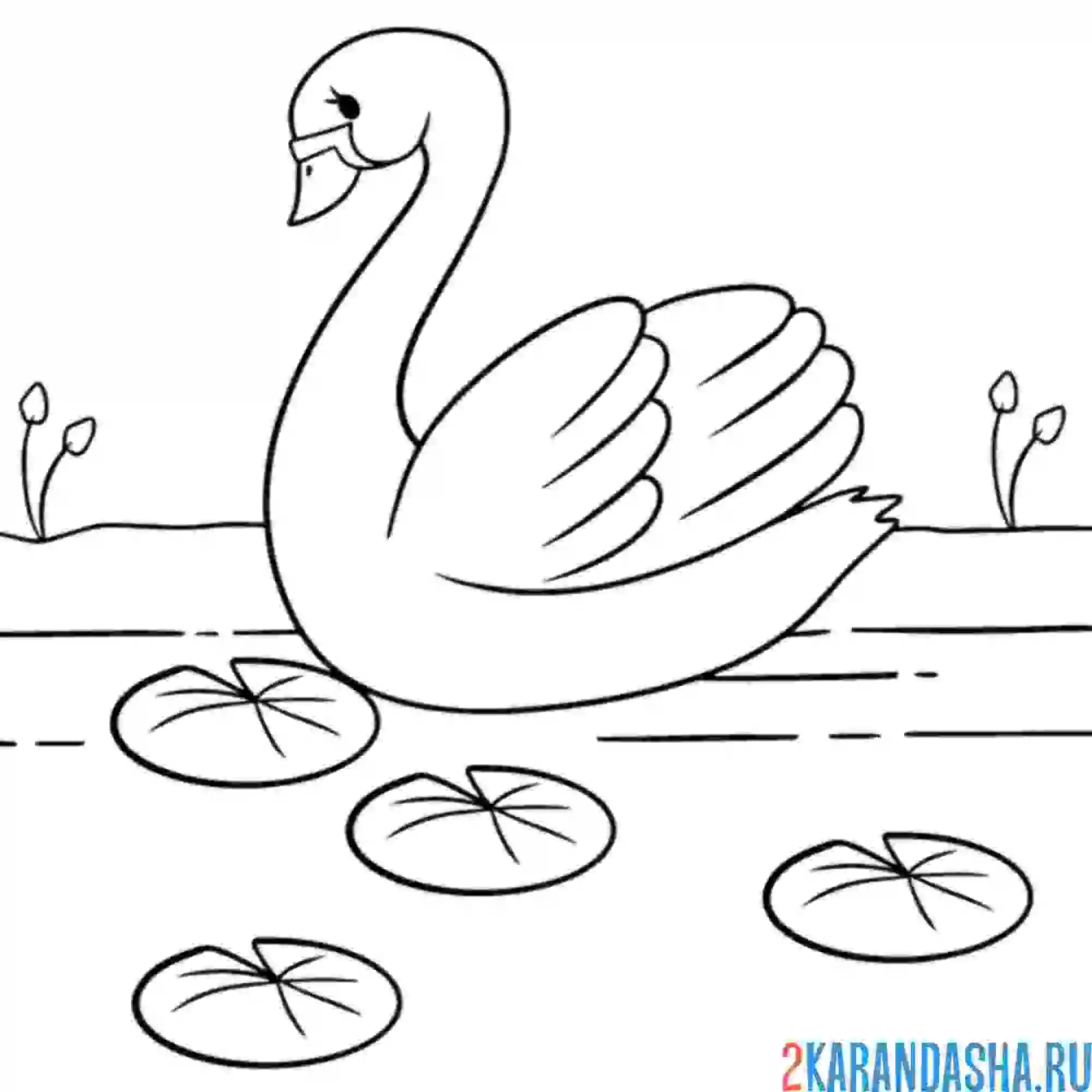 Раскраска лебедь плывет