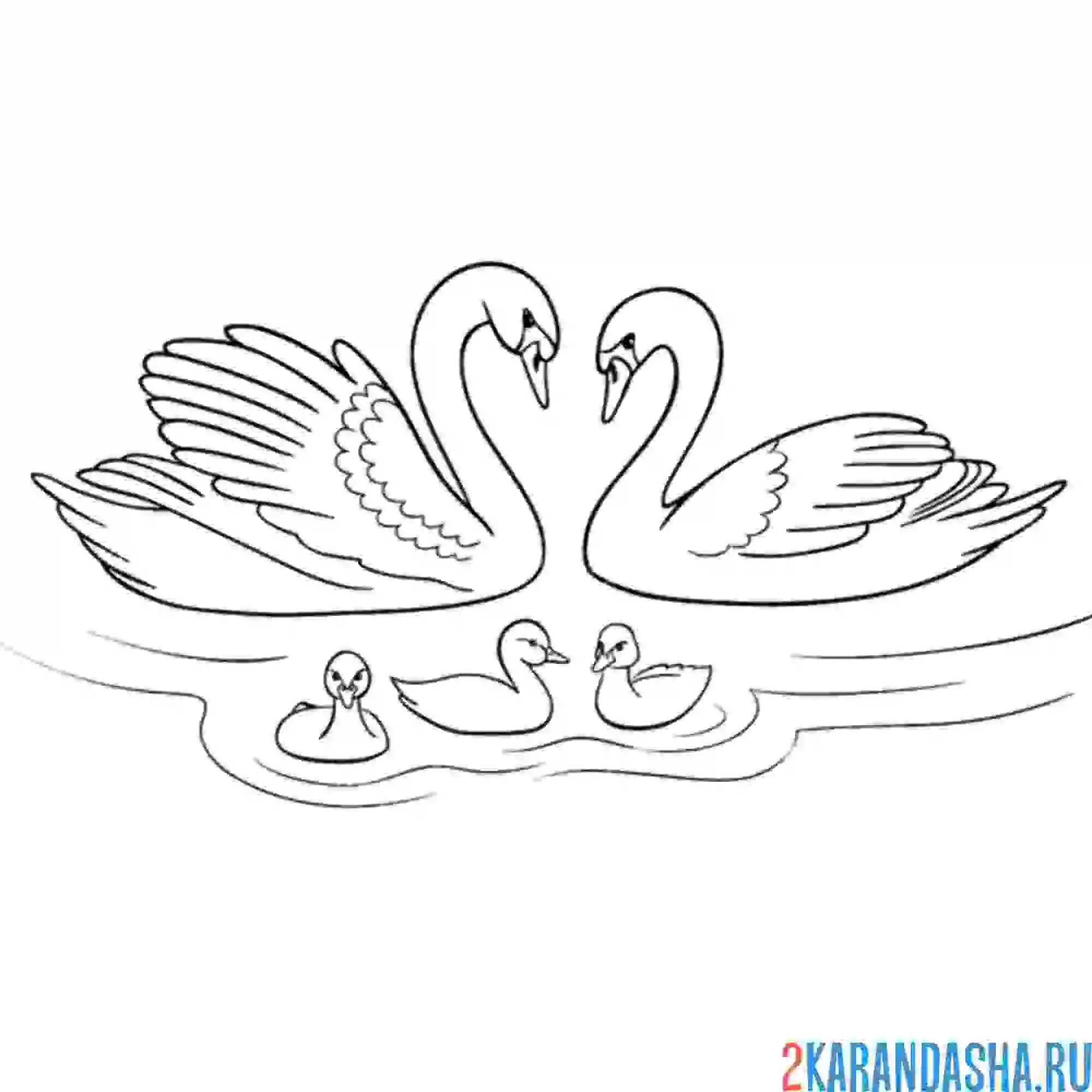 Раскраска семья лебедей