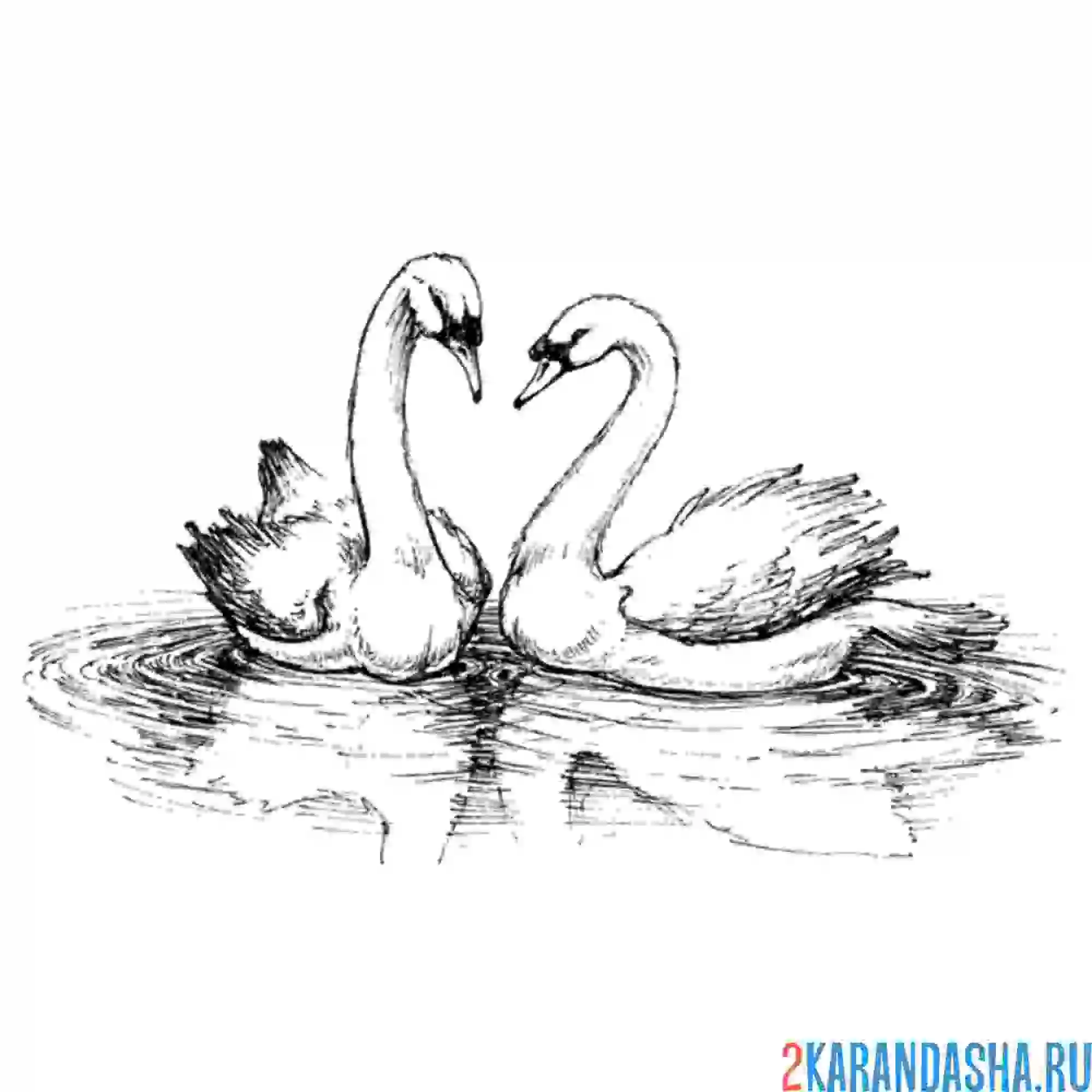 Раскраска семейная пара лебедей
