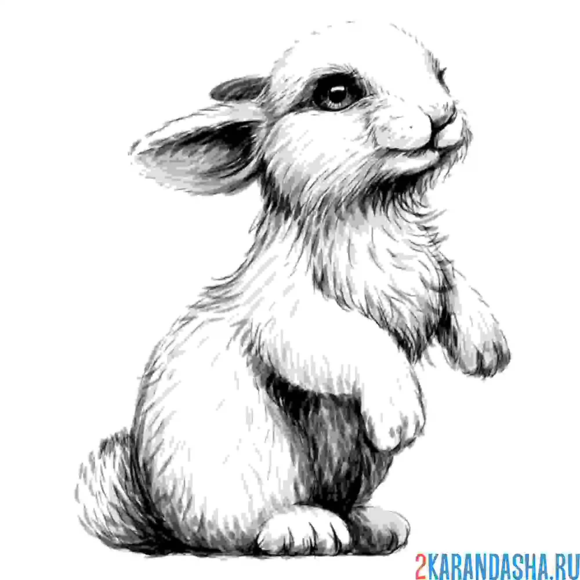 Раскраска заяц на фото