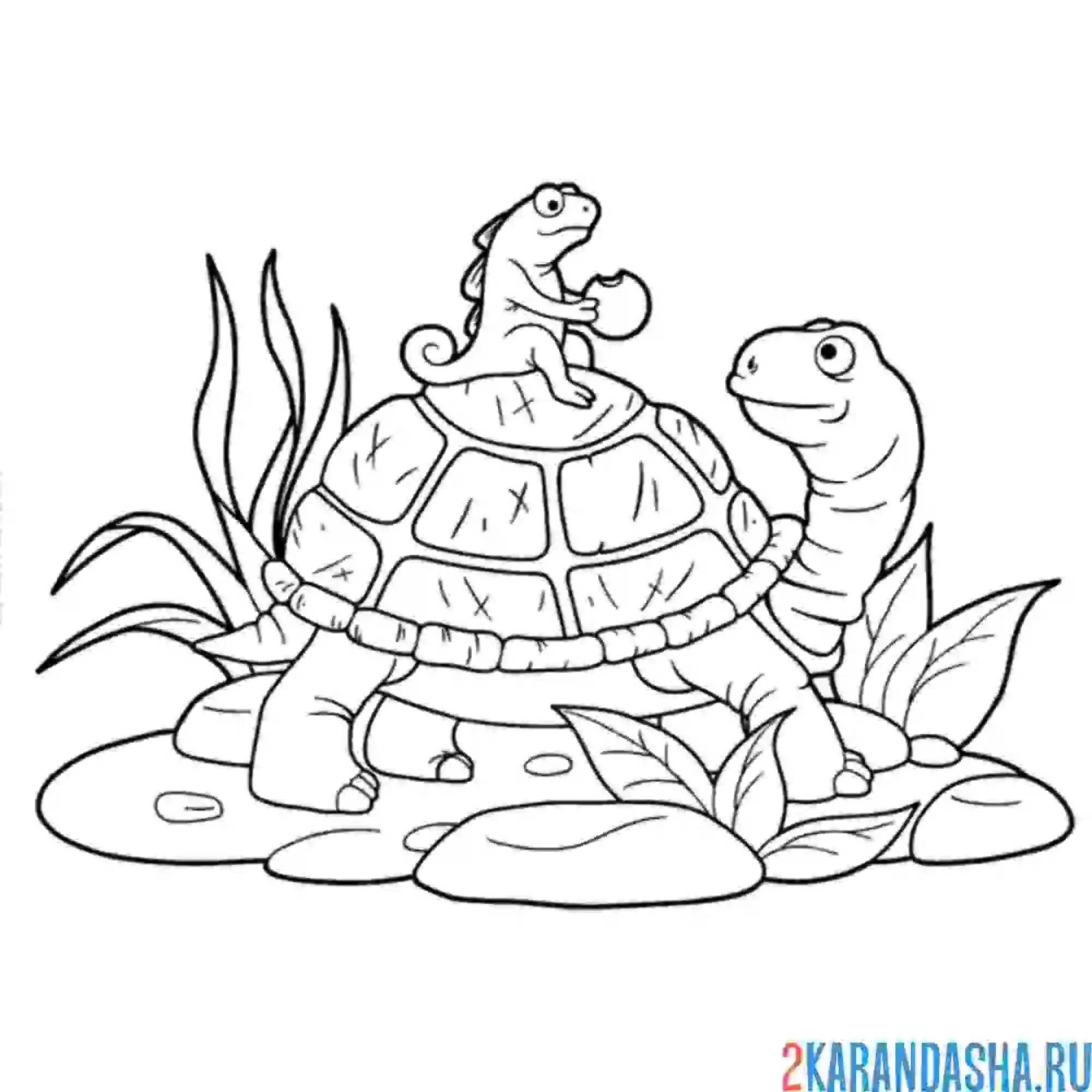 Раскраска черепаха и хамелеон
