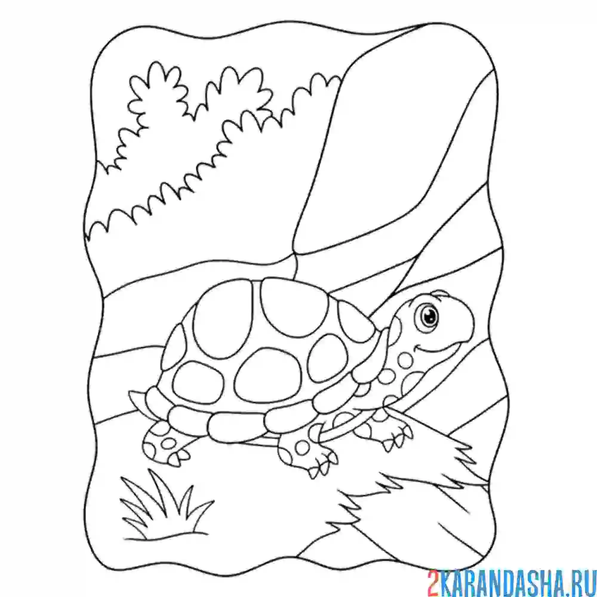 Раскраска лесная черепаха