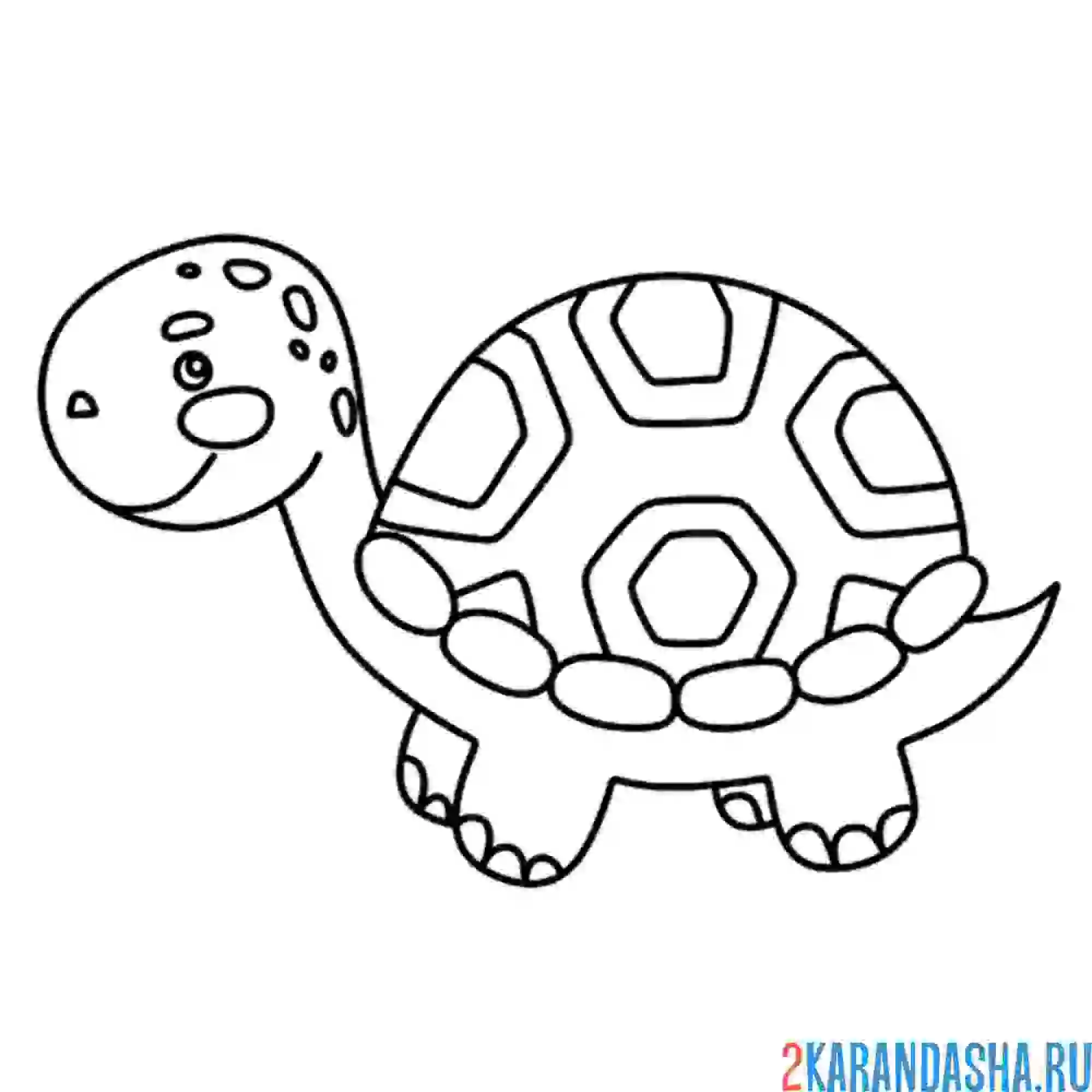 Раскраска рисунок черепашки