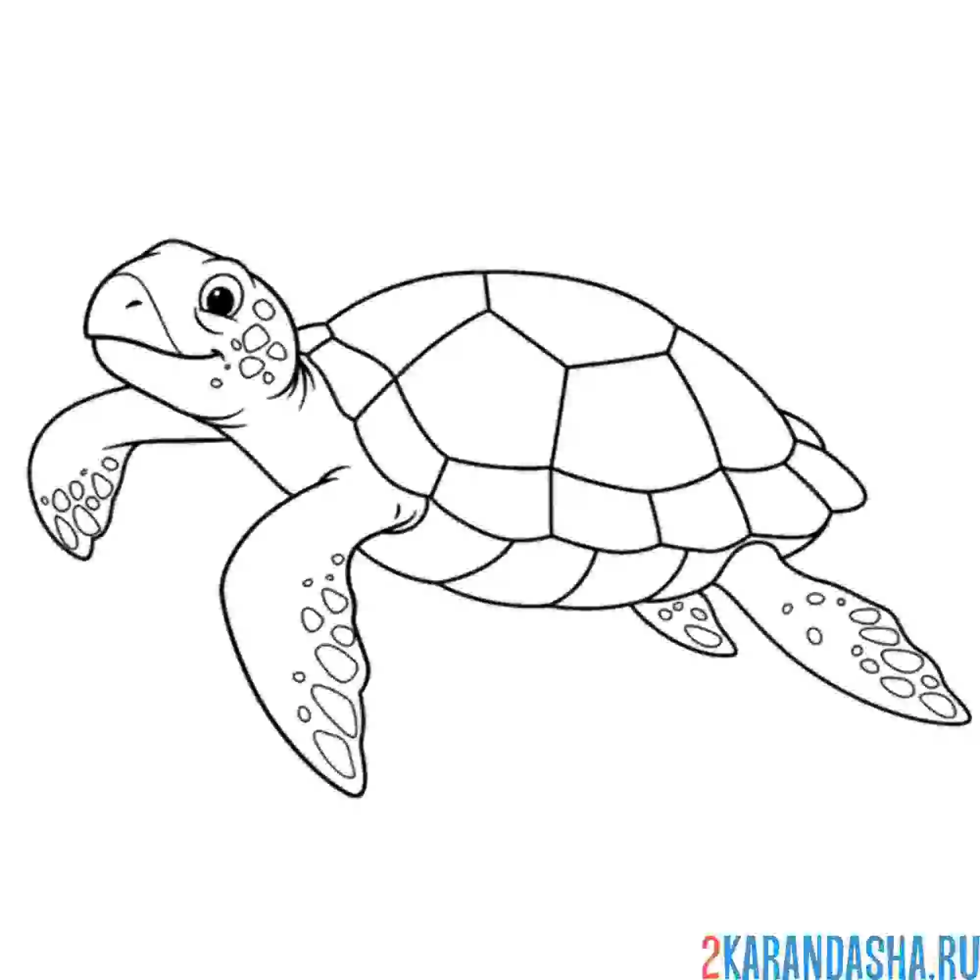 Раскраска черепаха умеет плавать