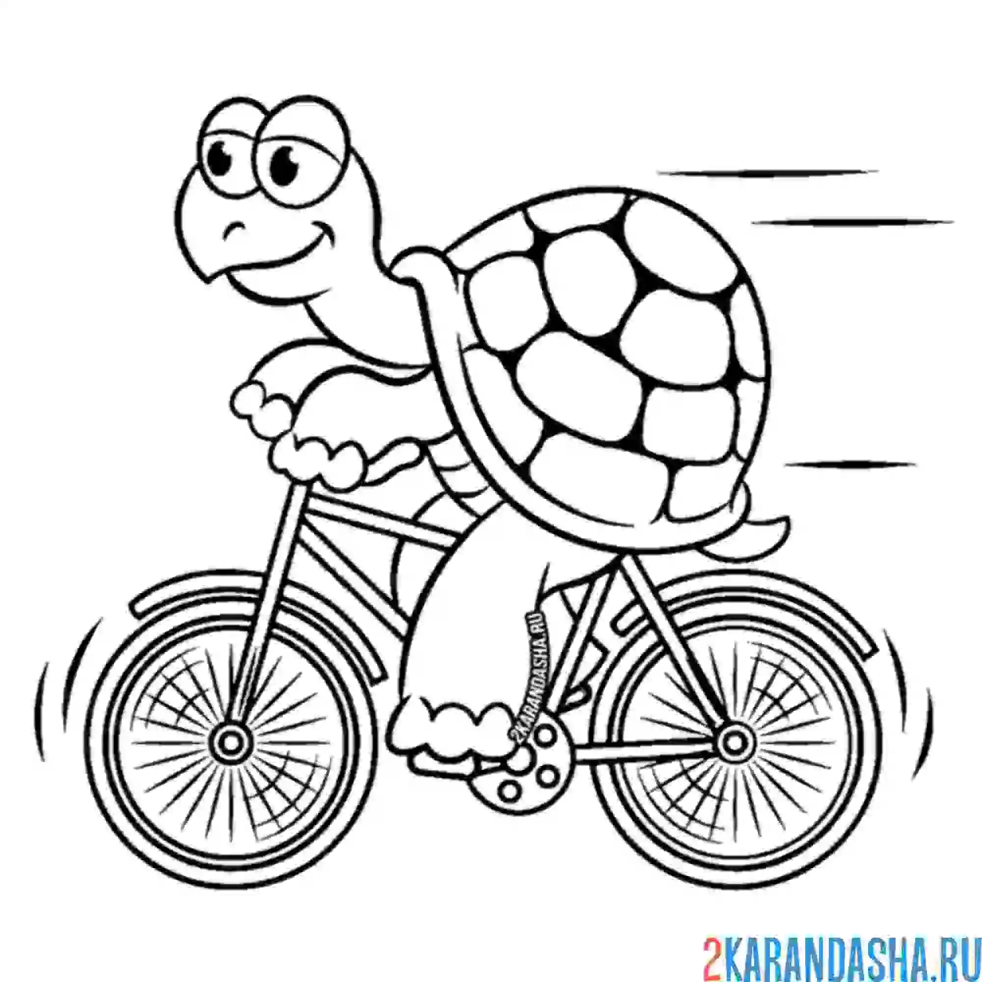 Раскраска черепаха на велосипеде