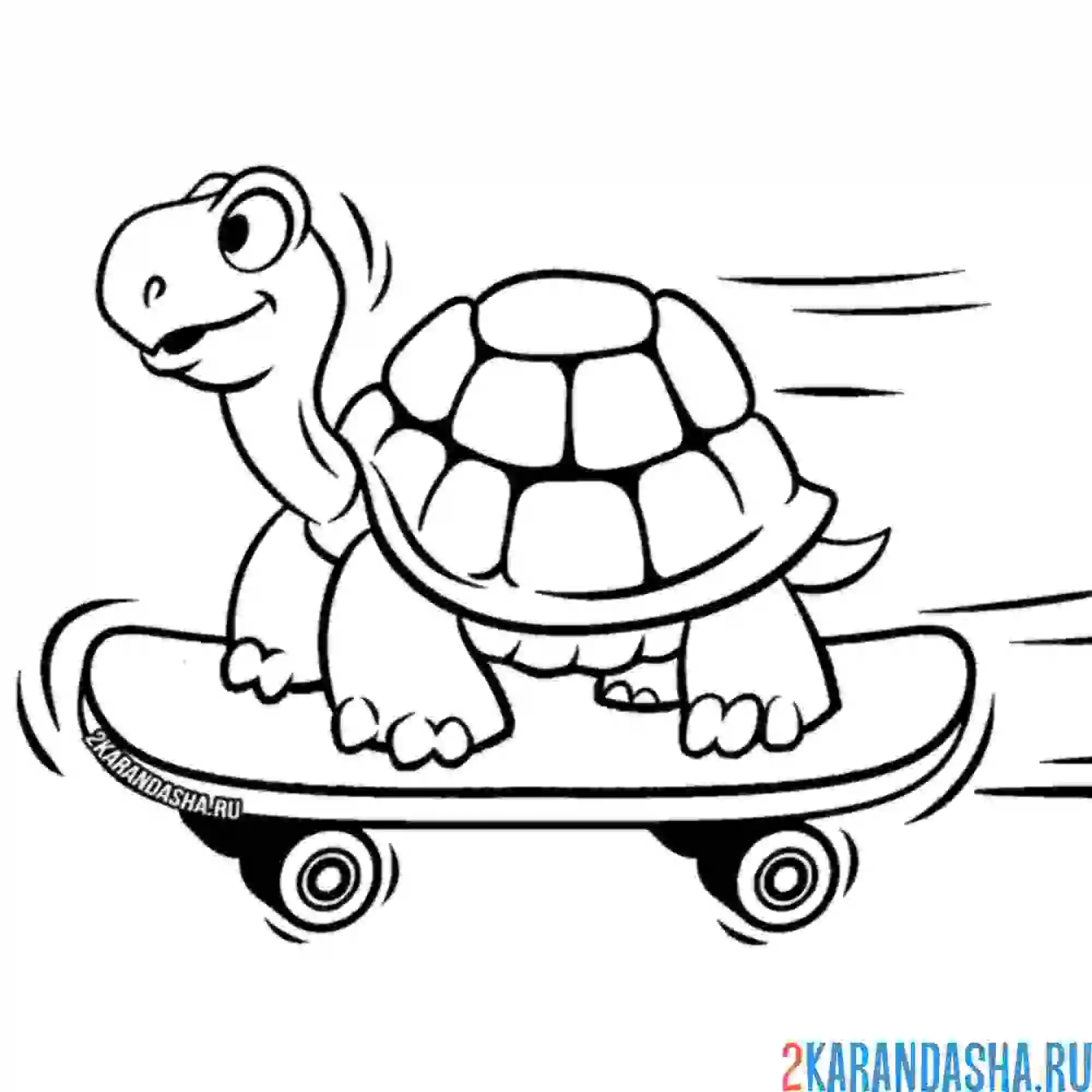 Раскраска черепаха на скейтборде