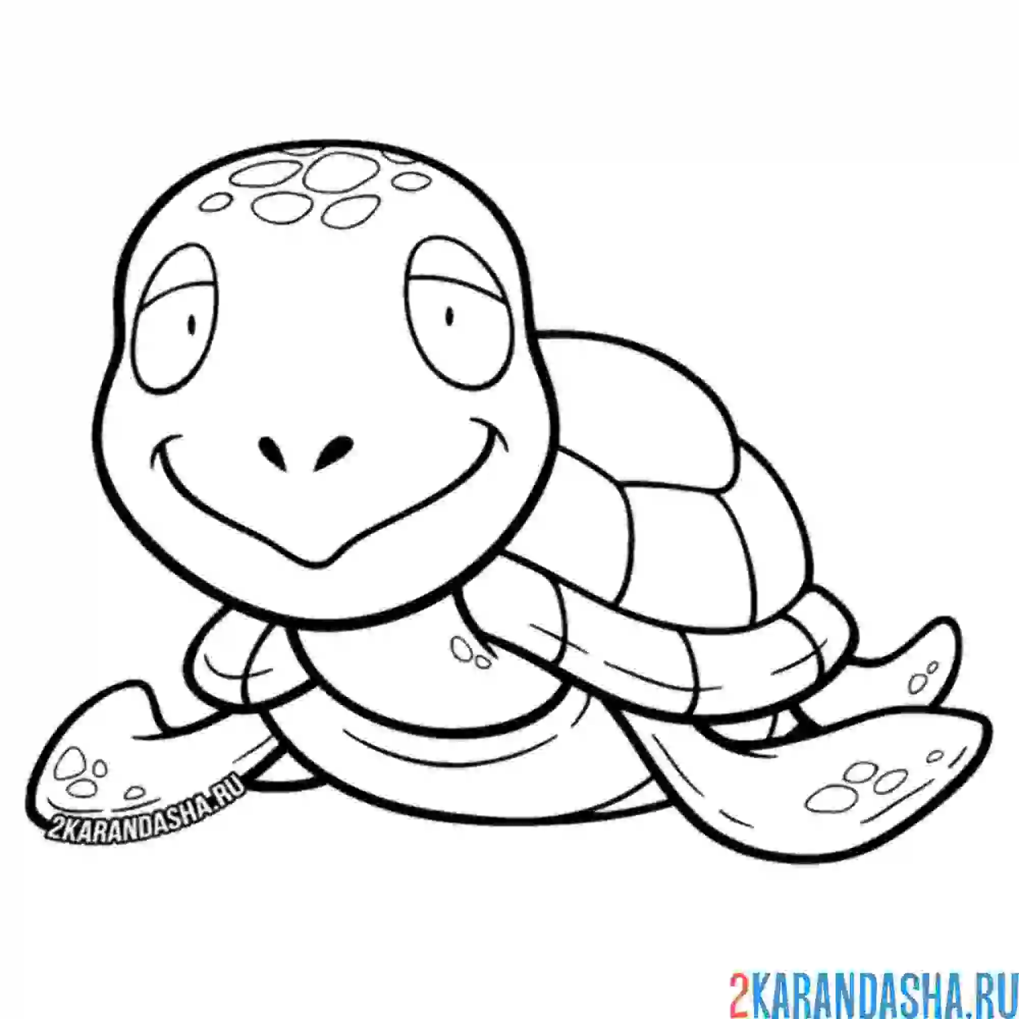 Раскраска спокойная черепаха