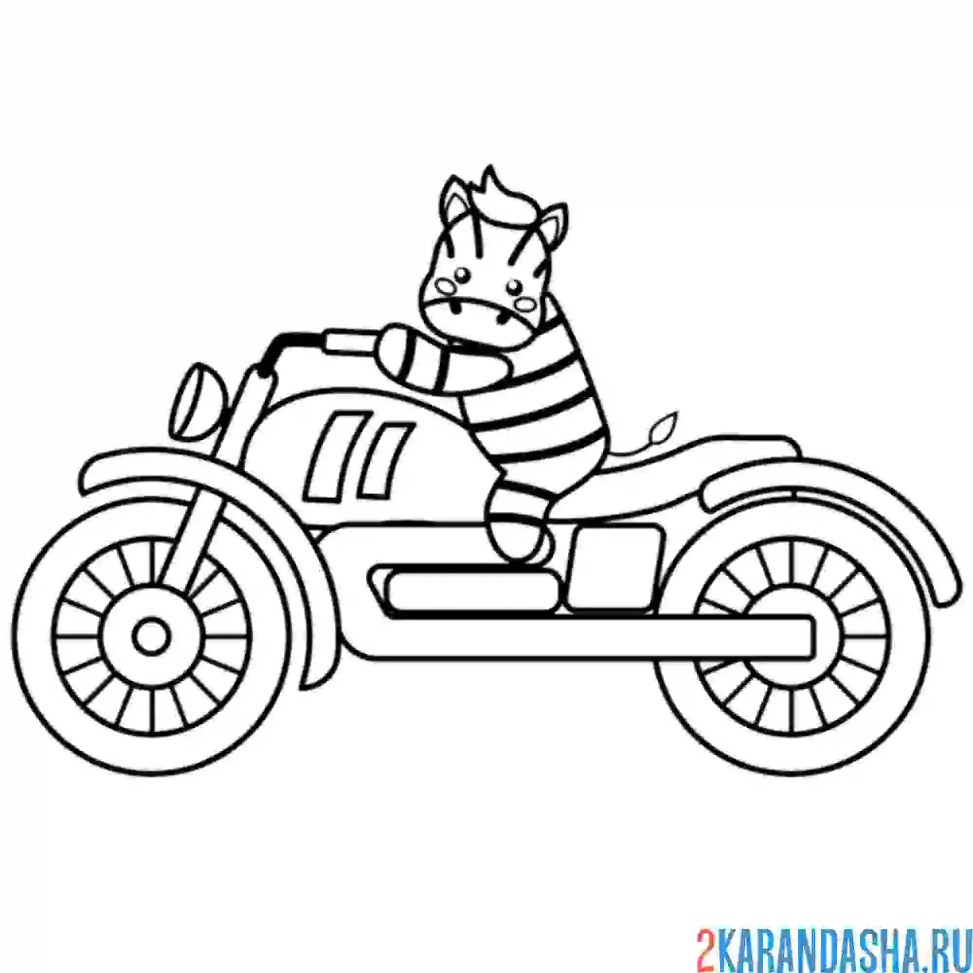 Раскраска зебра на мотоцикле