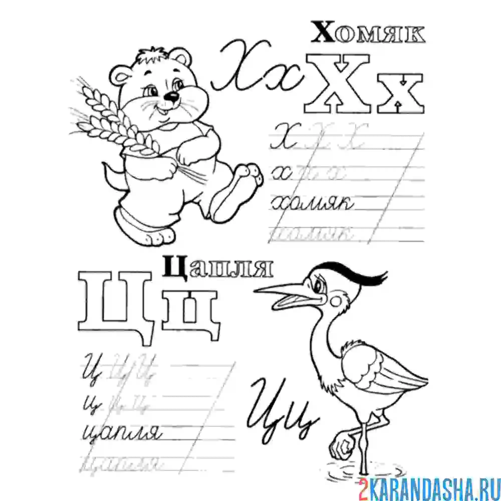 Раскраска пропись буква х ц