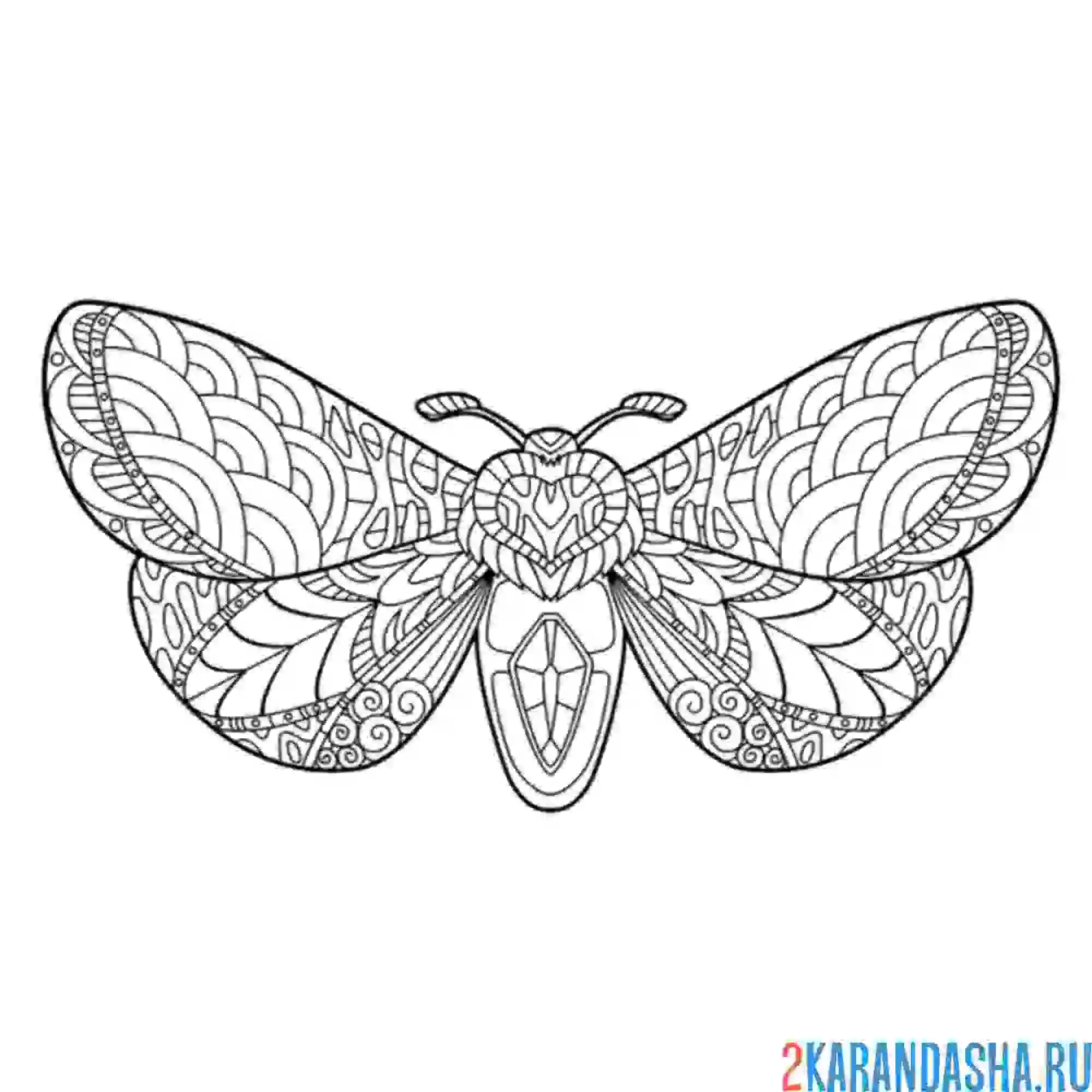 Раскраска бабочка-антистресс