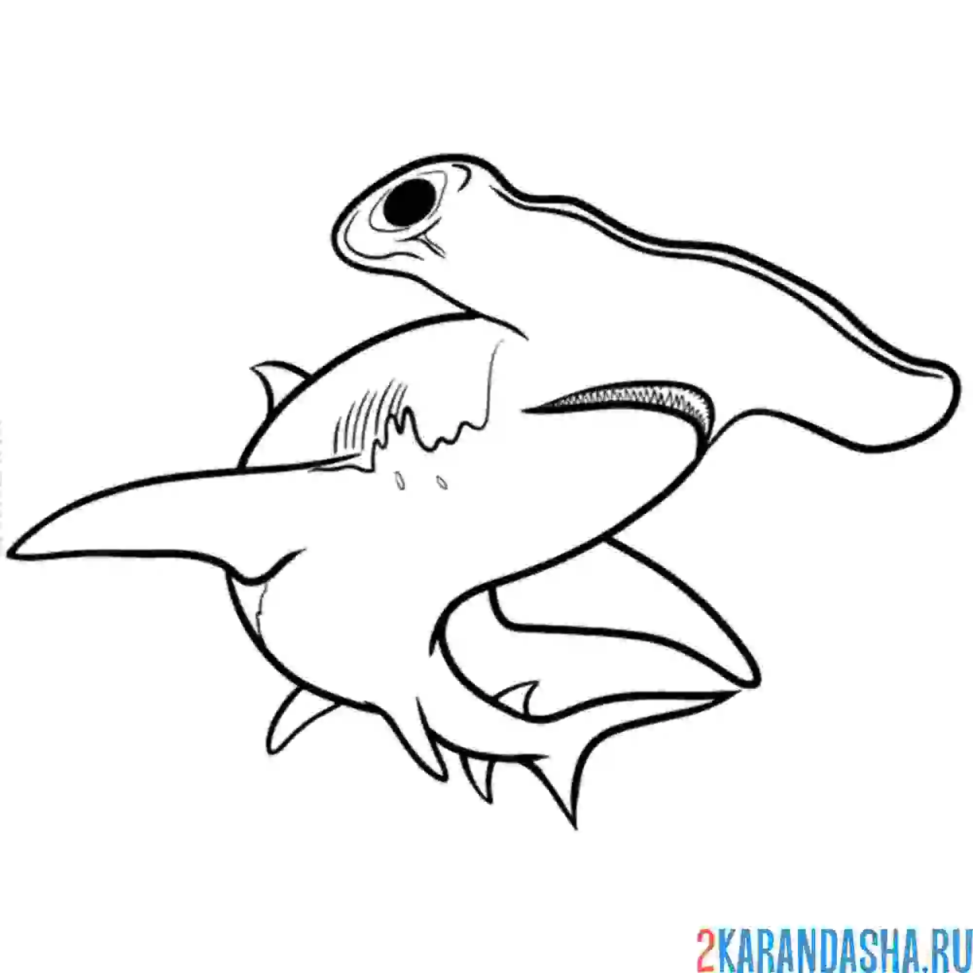 Раскраска акула молотоголовая