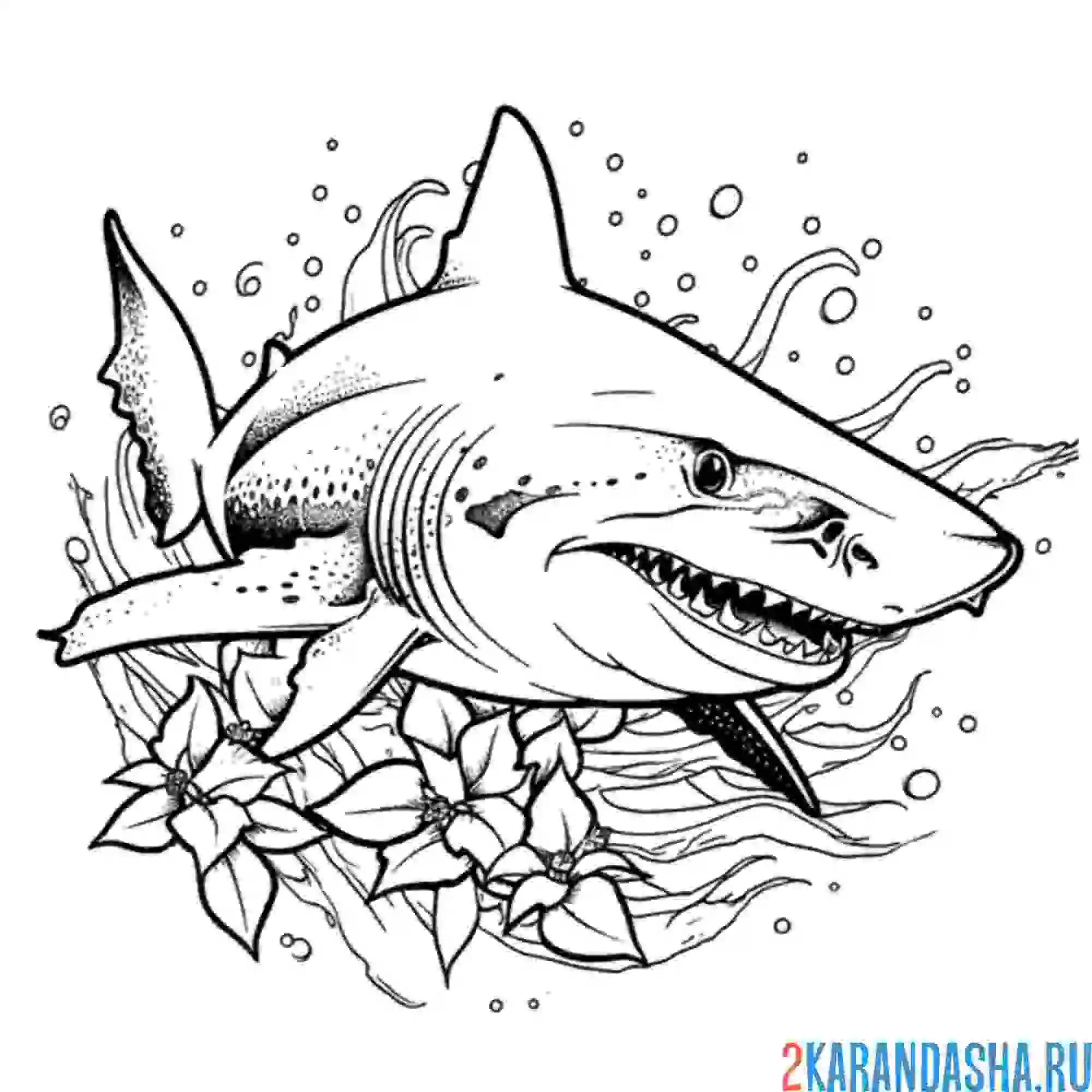 Раскраска акула арт