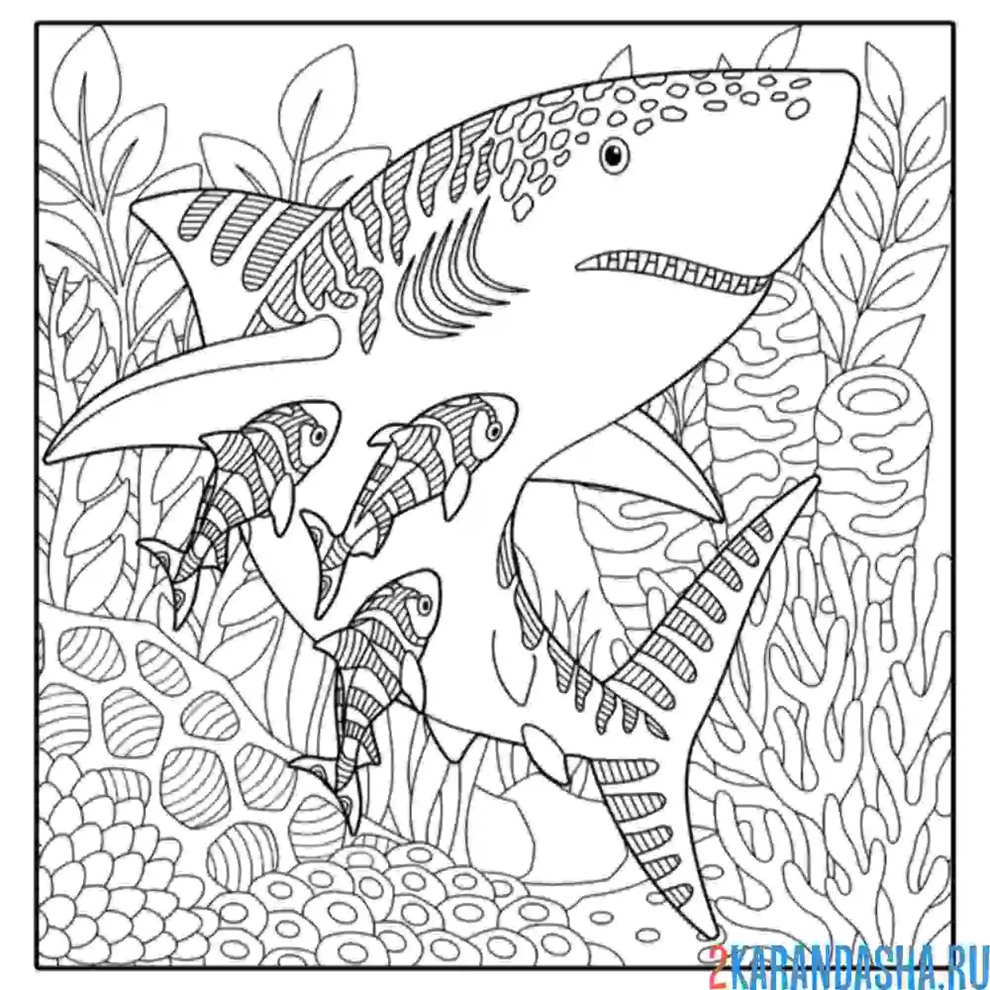 Раскраска арт-акула