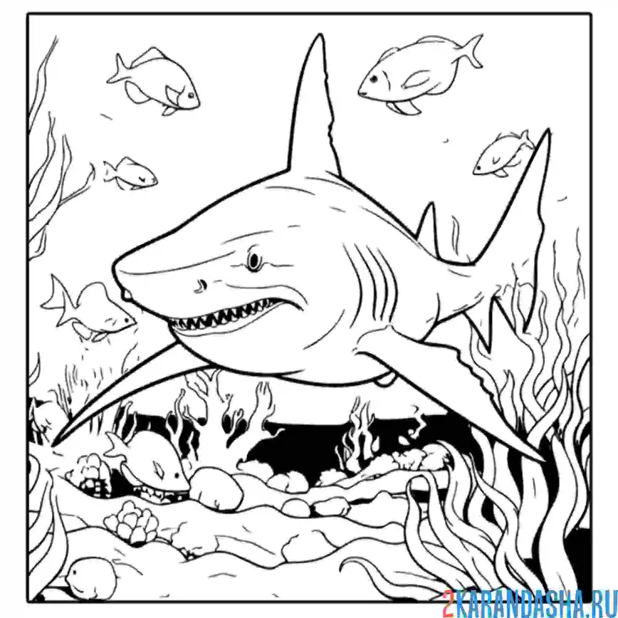 Раскраска злая акула