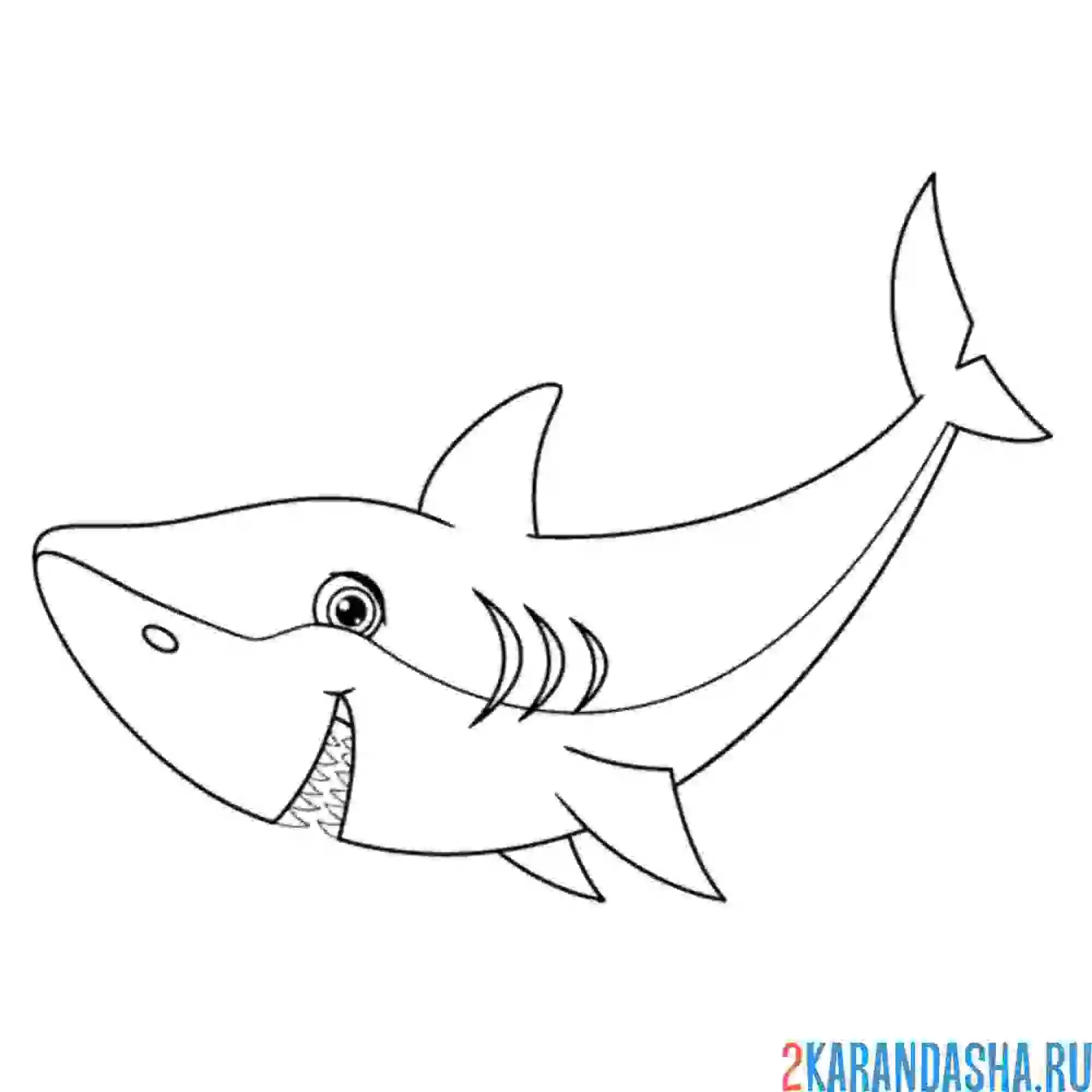 Раскраска акула молодая