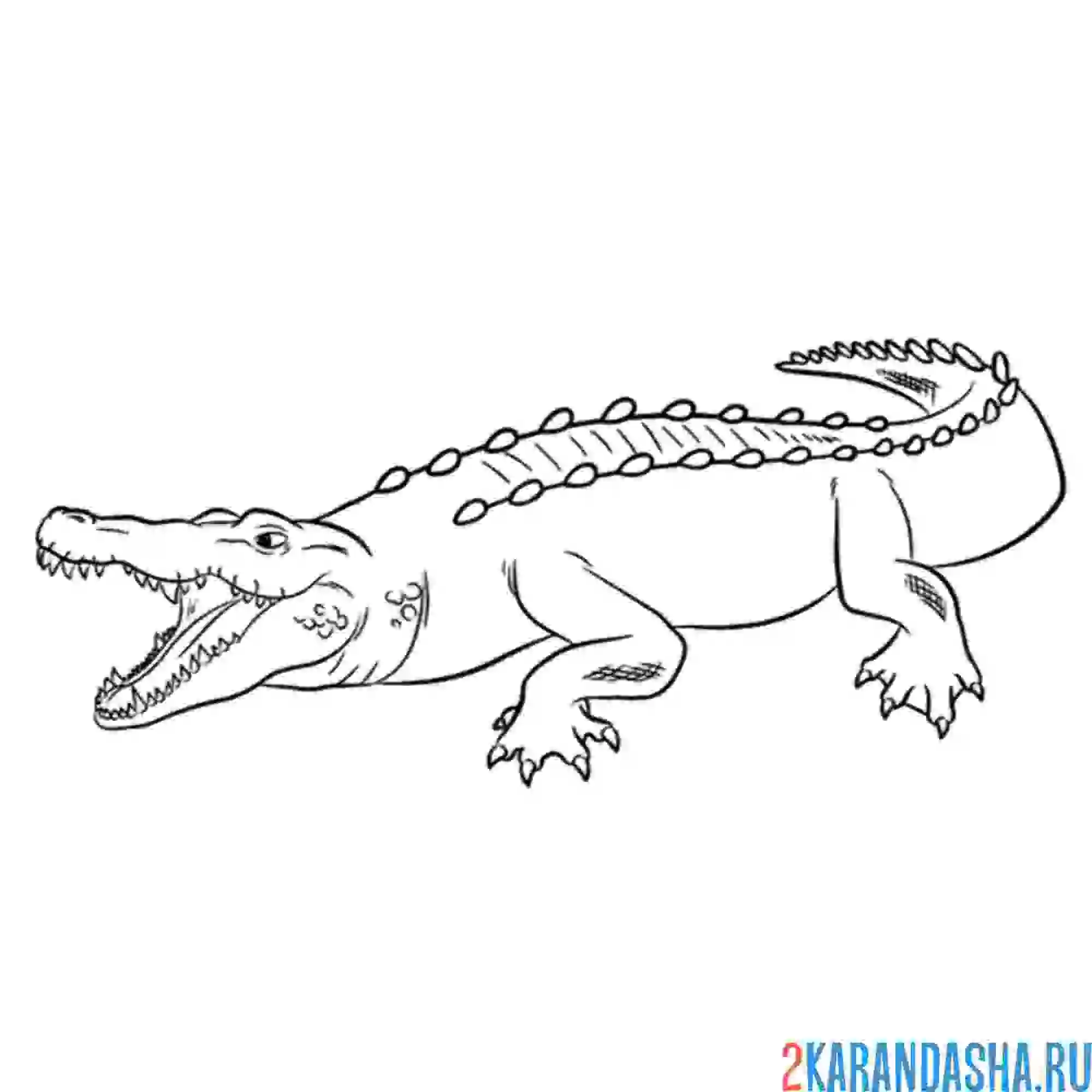 Раскраска злой крокодил