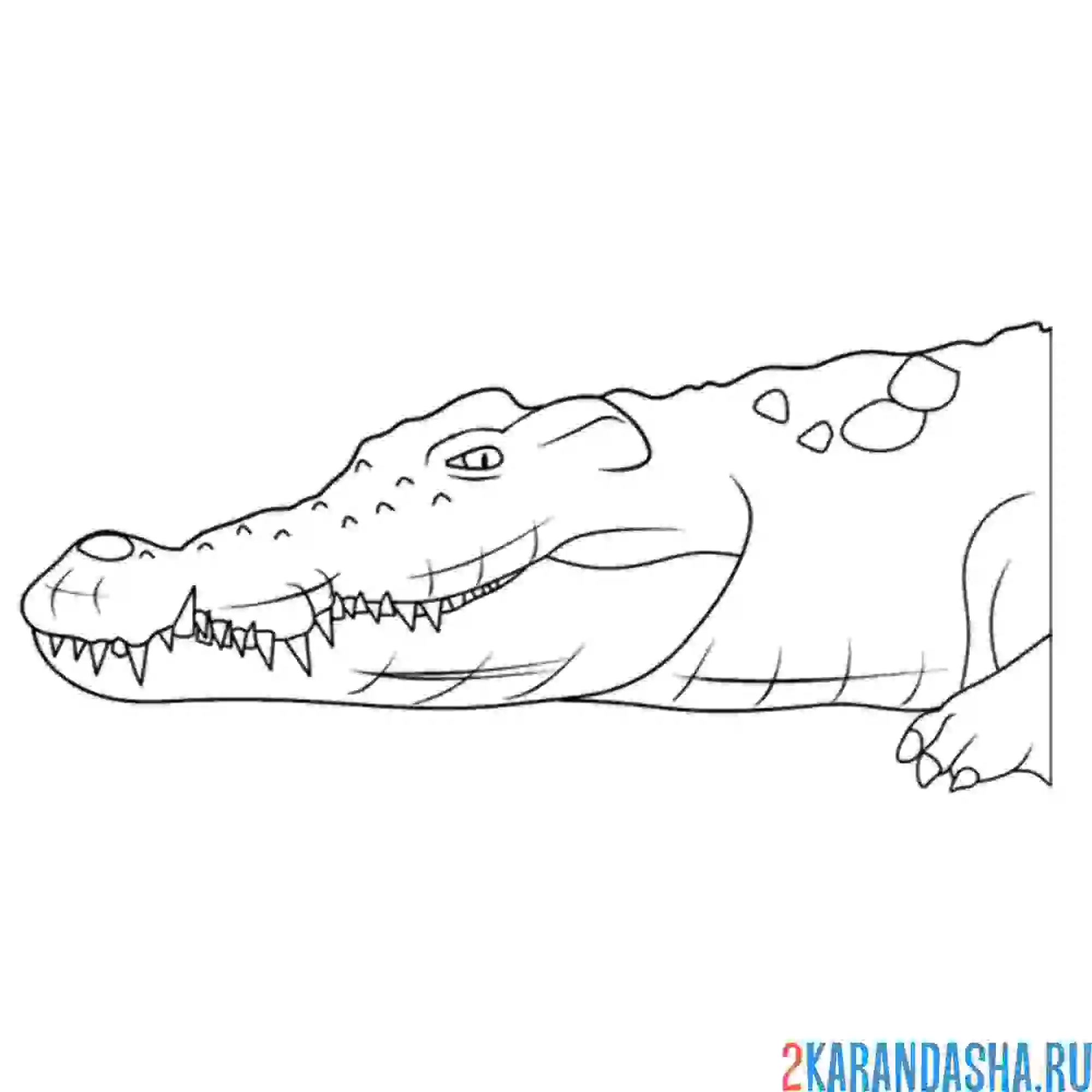 Раскраска фото крокодила