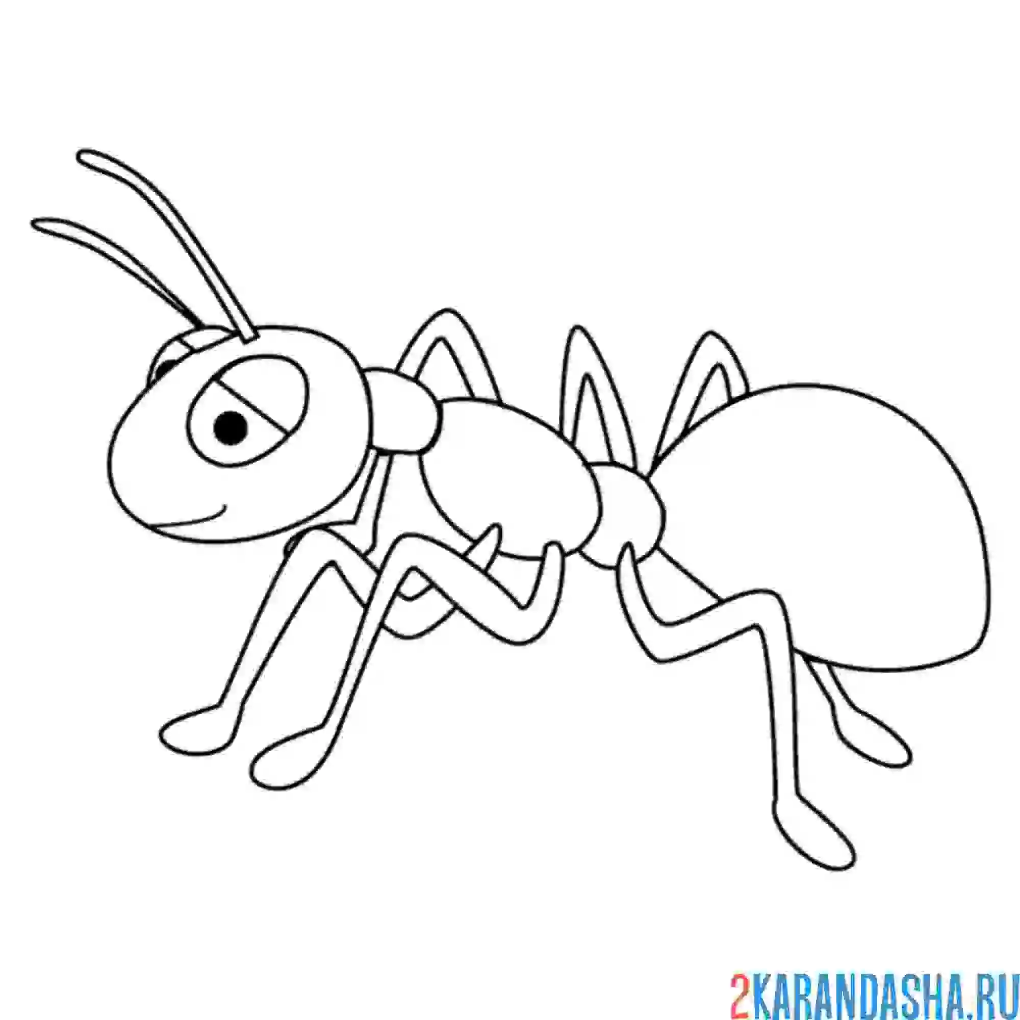 Раскраска муравей